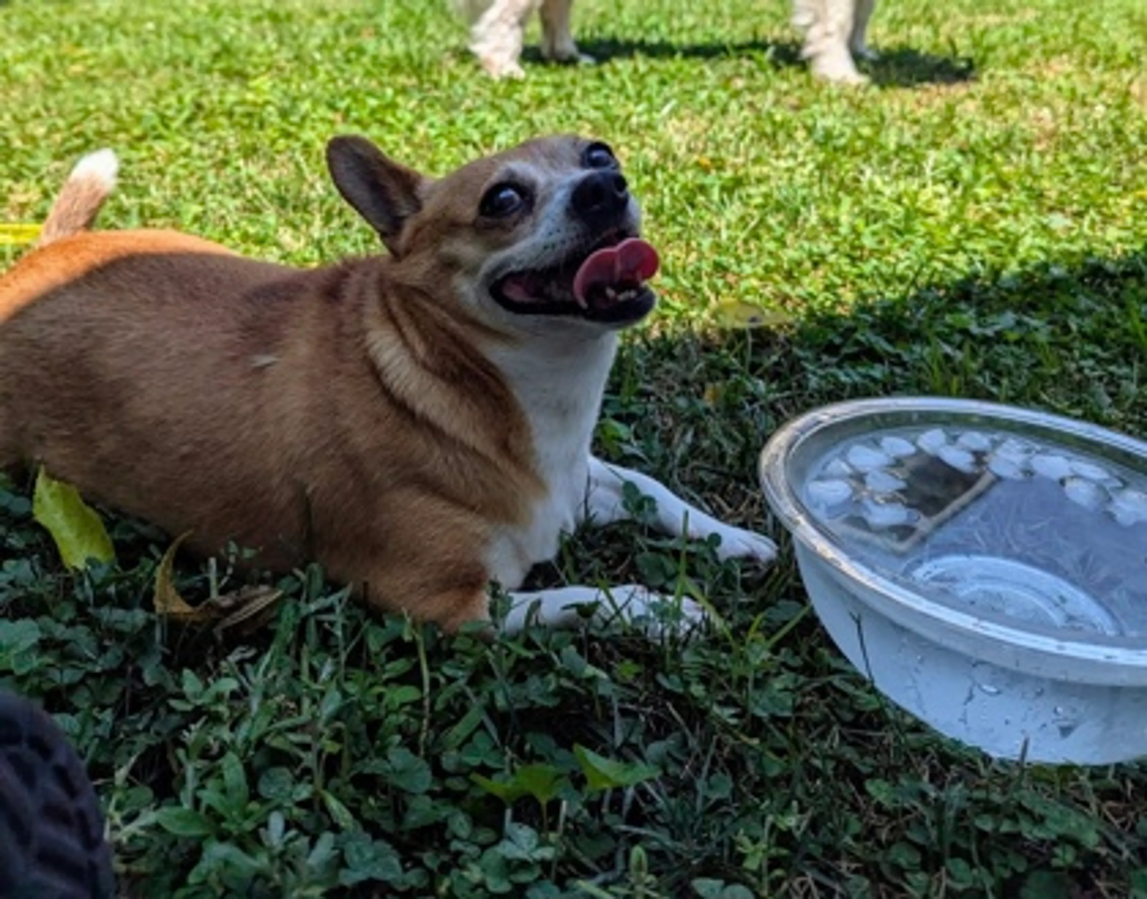 Found pet