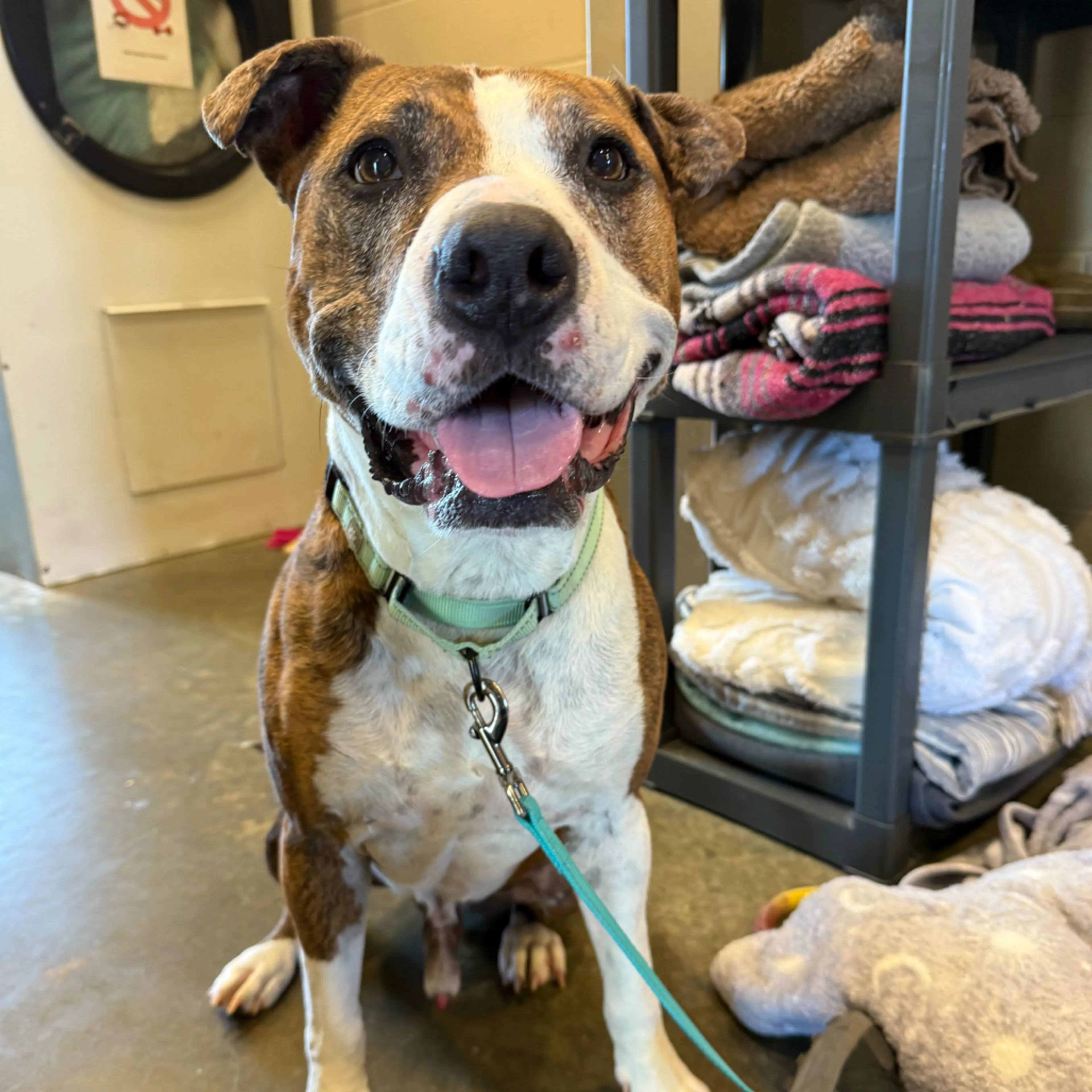 Found pet-3