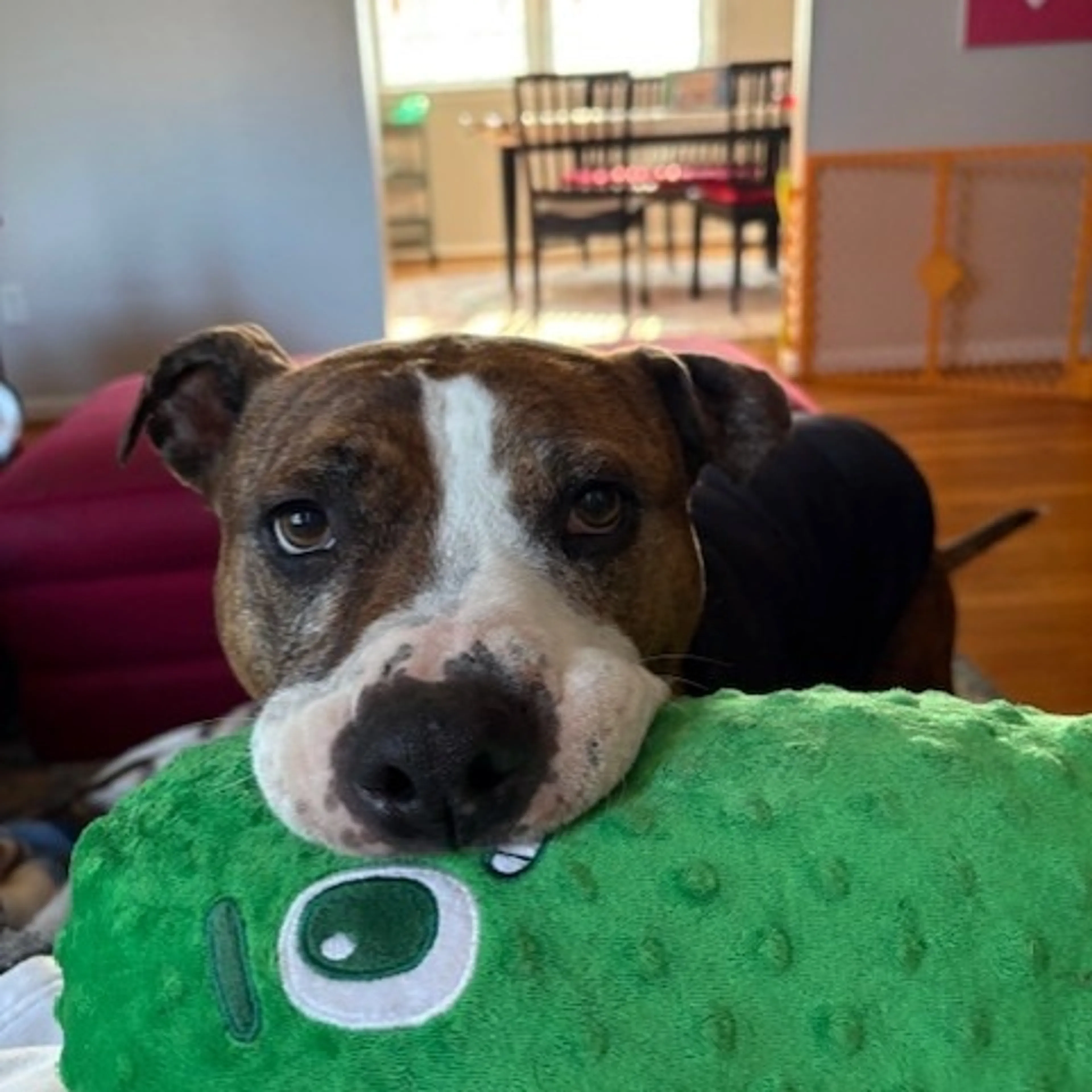 Found pet-9