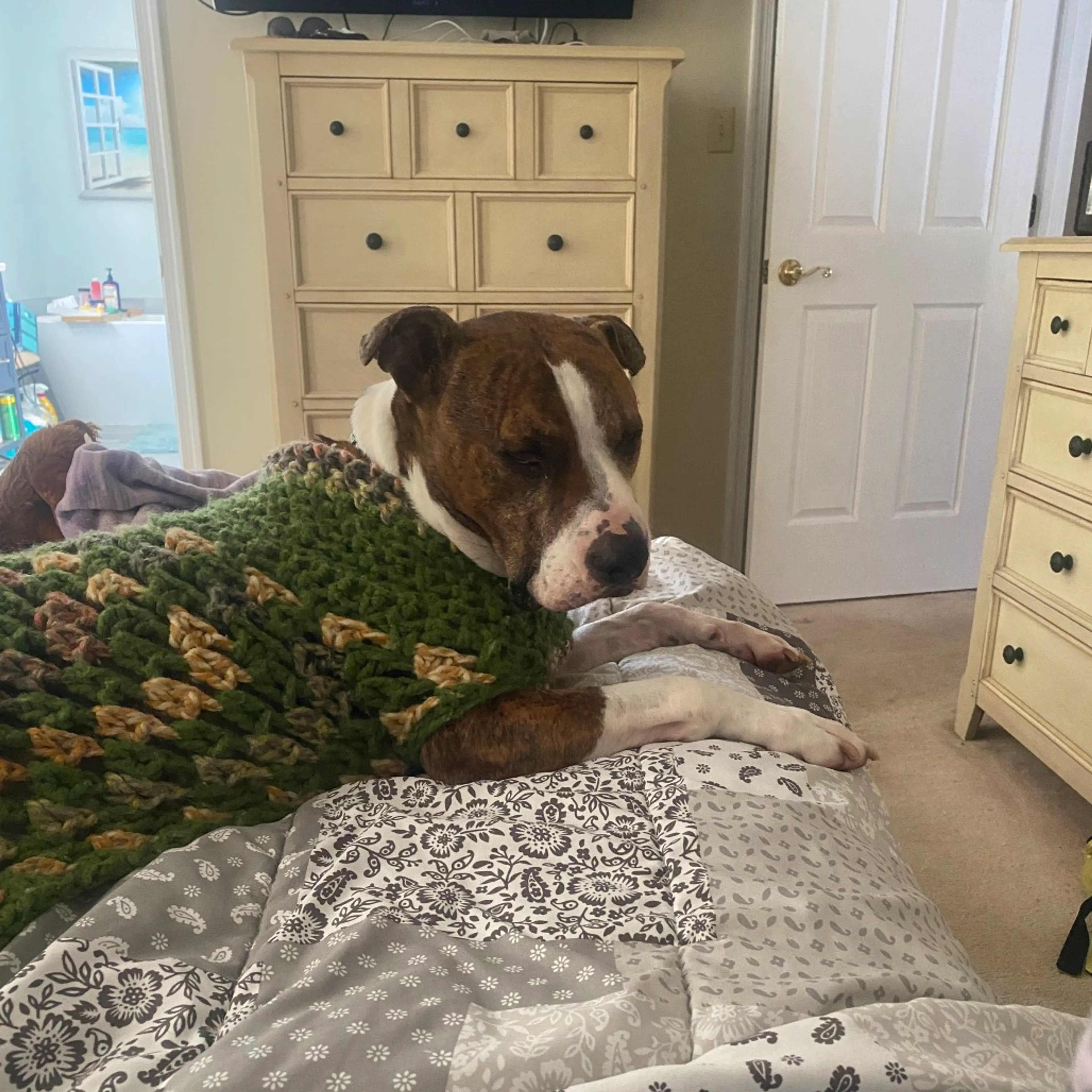 Found pet-22