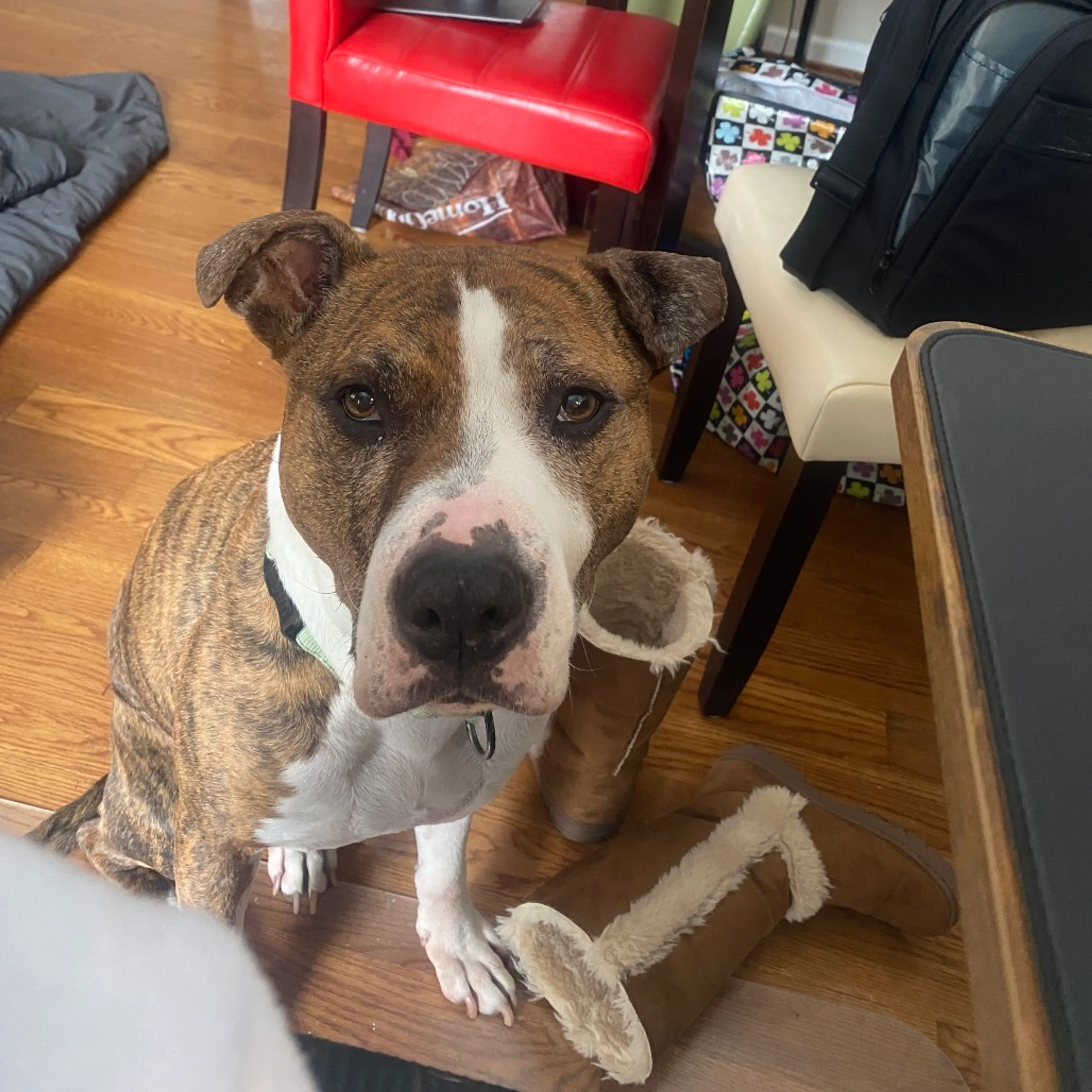 Found pet-21