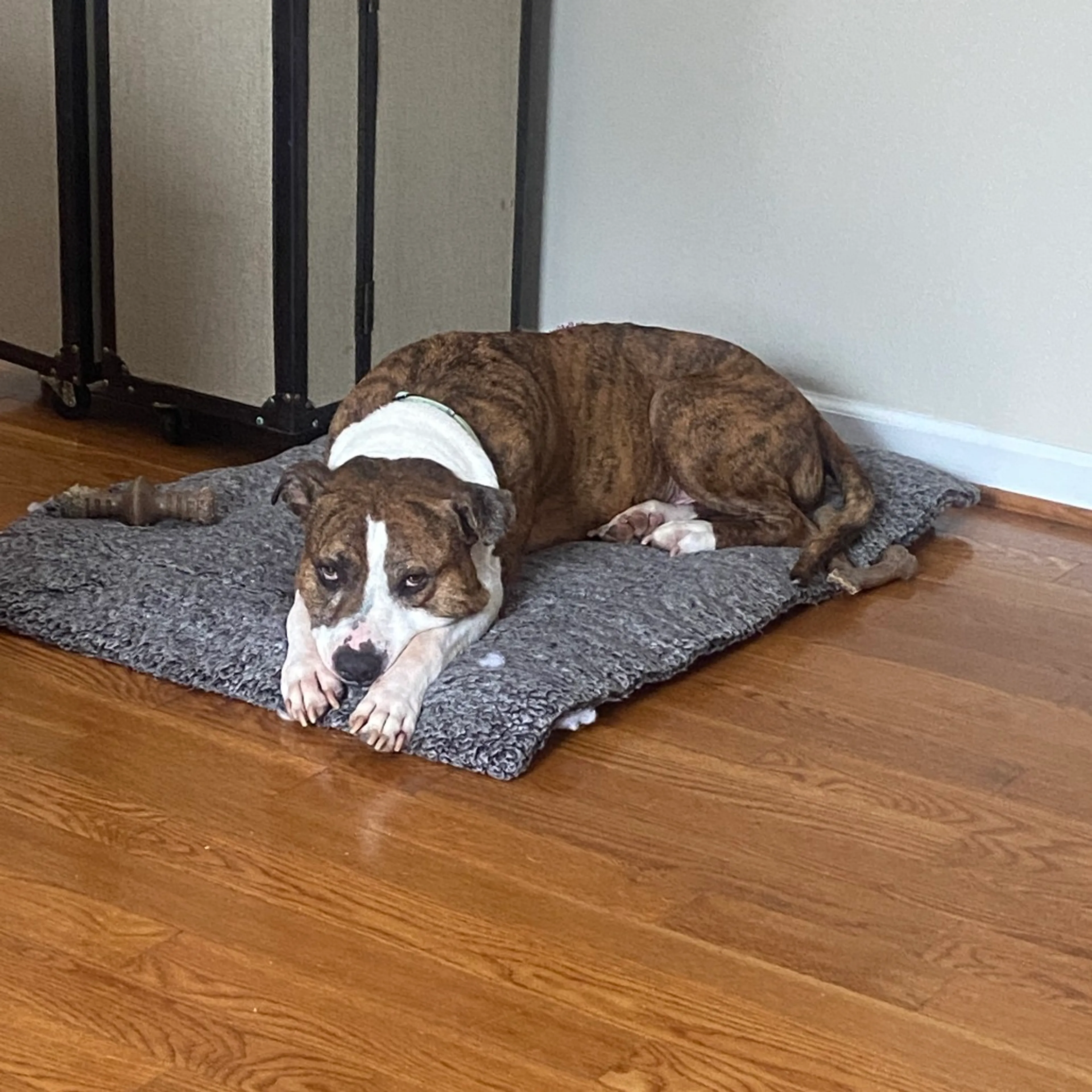Found pet-19