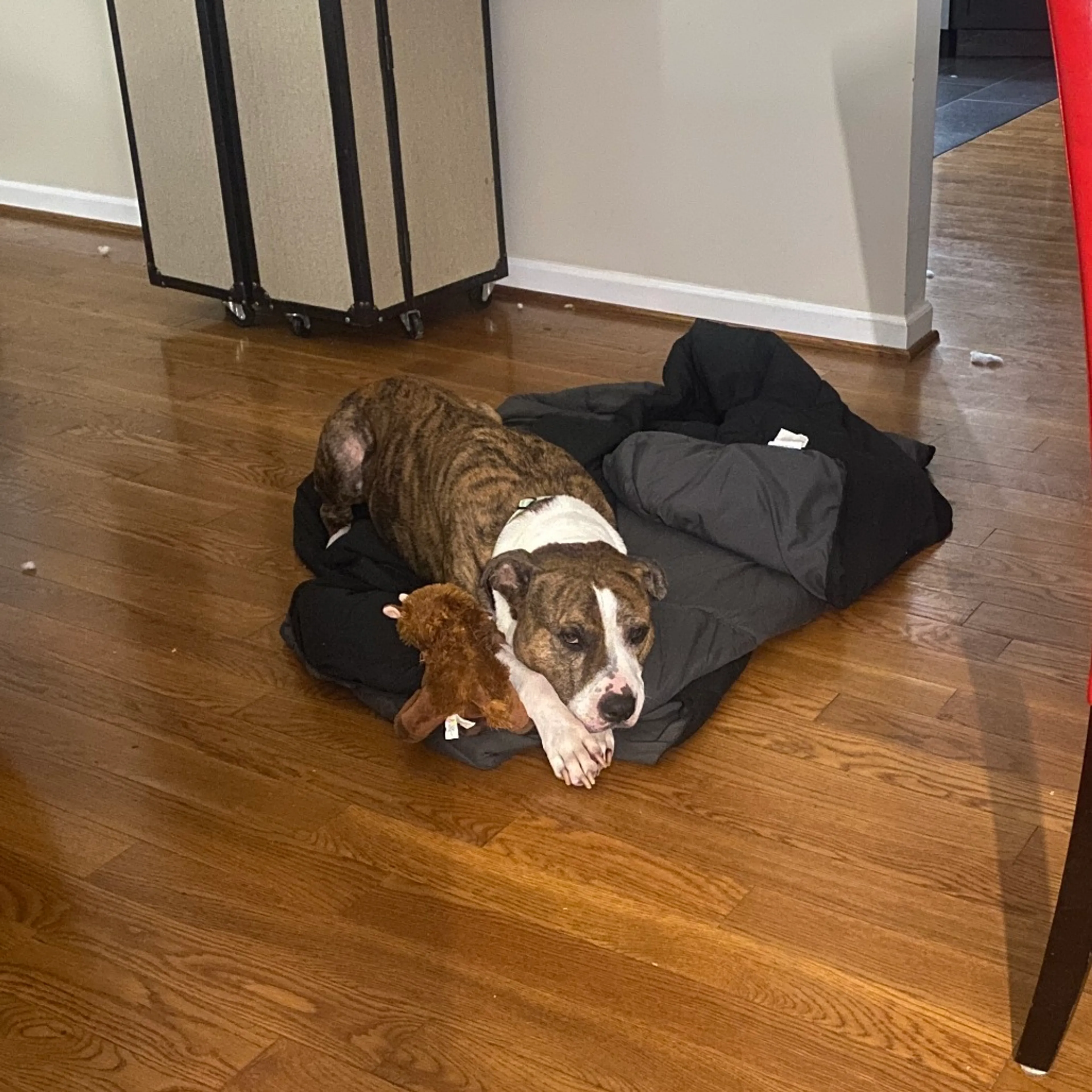 Found pet-20