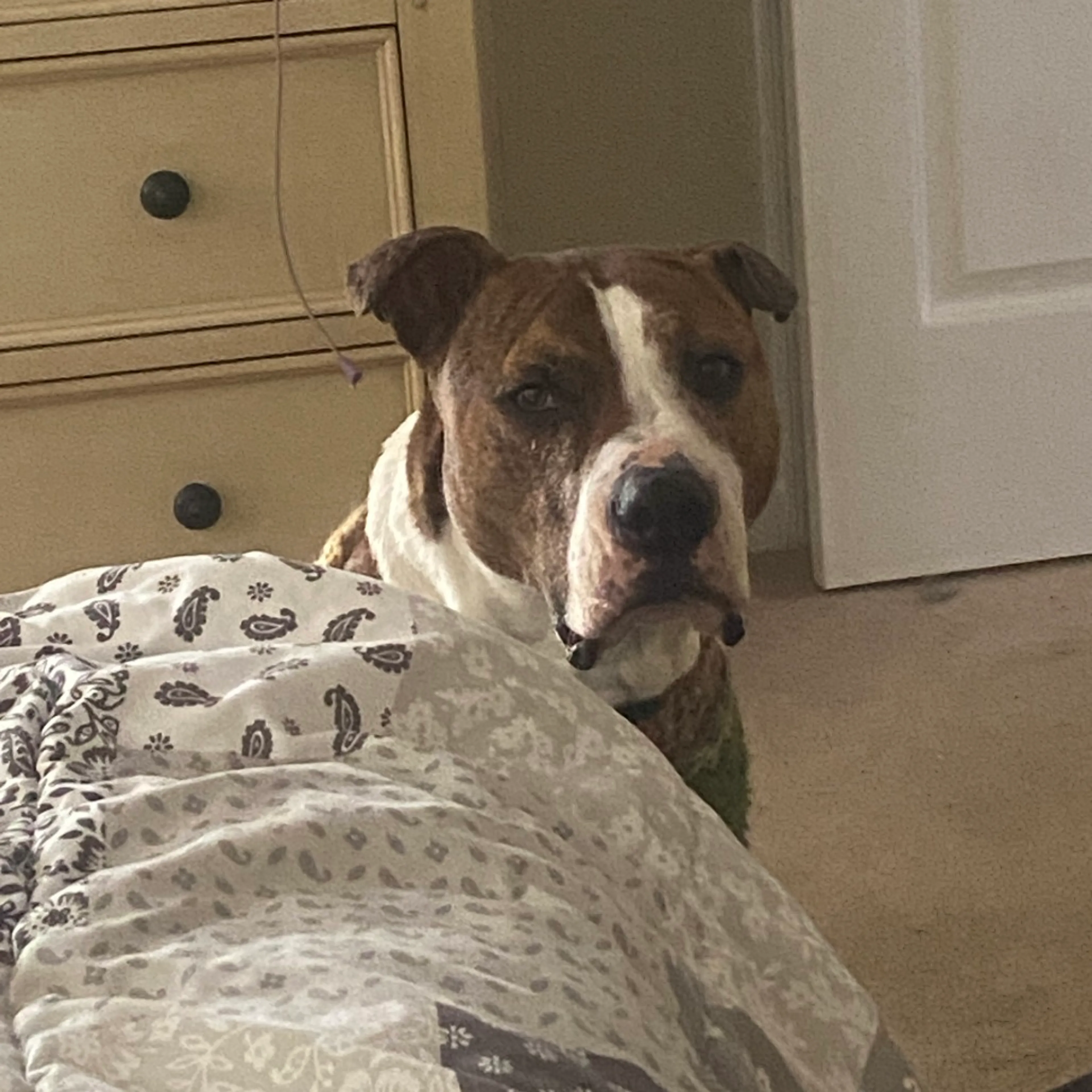 Found pet-24