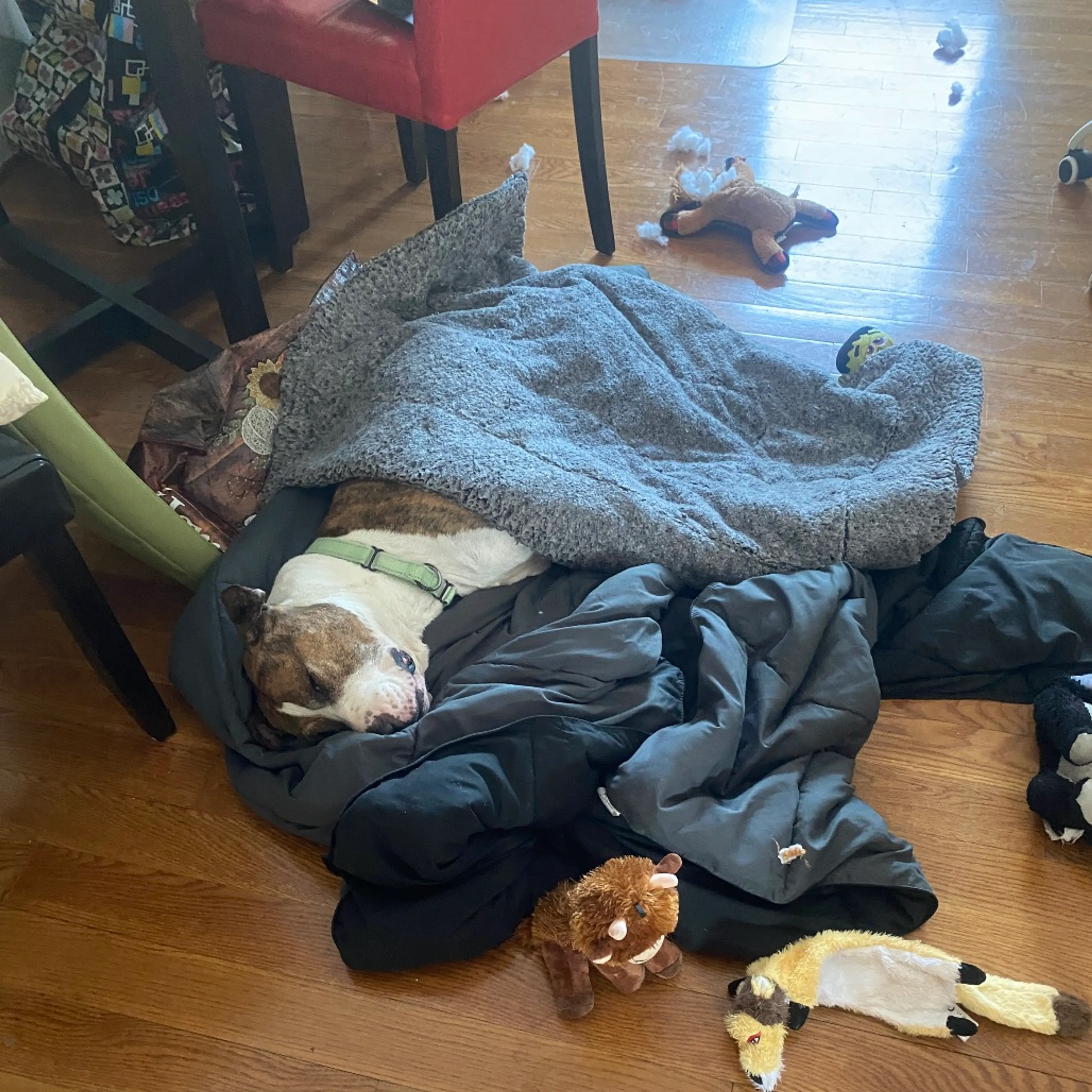 Found pet-23