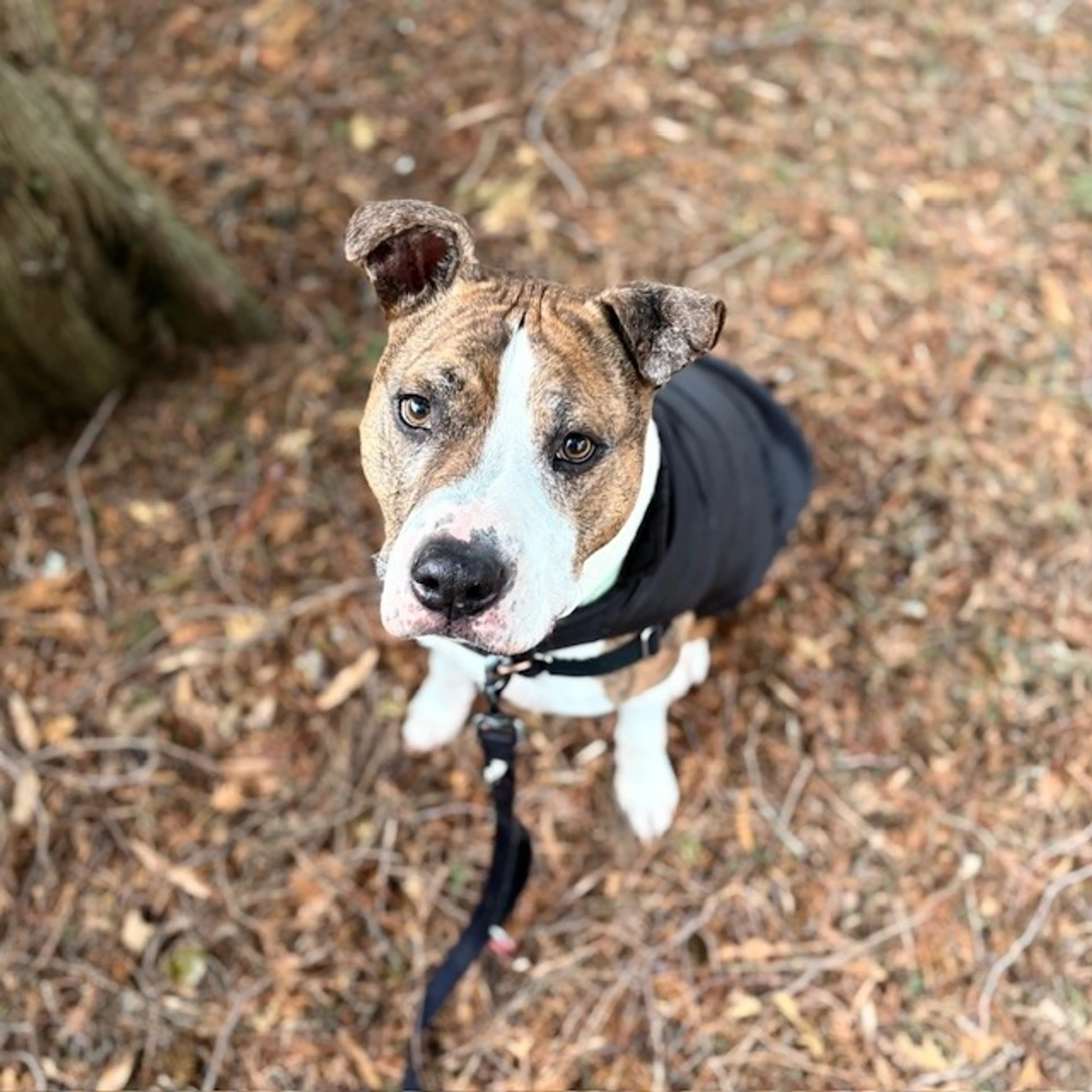 Found pet-8