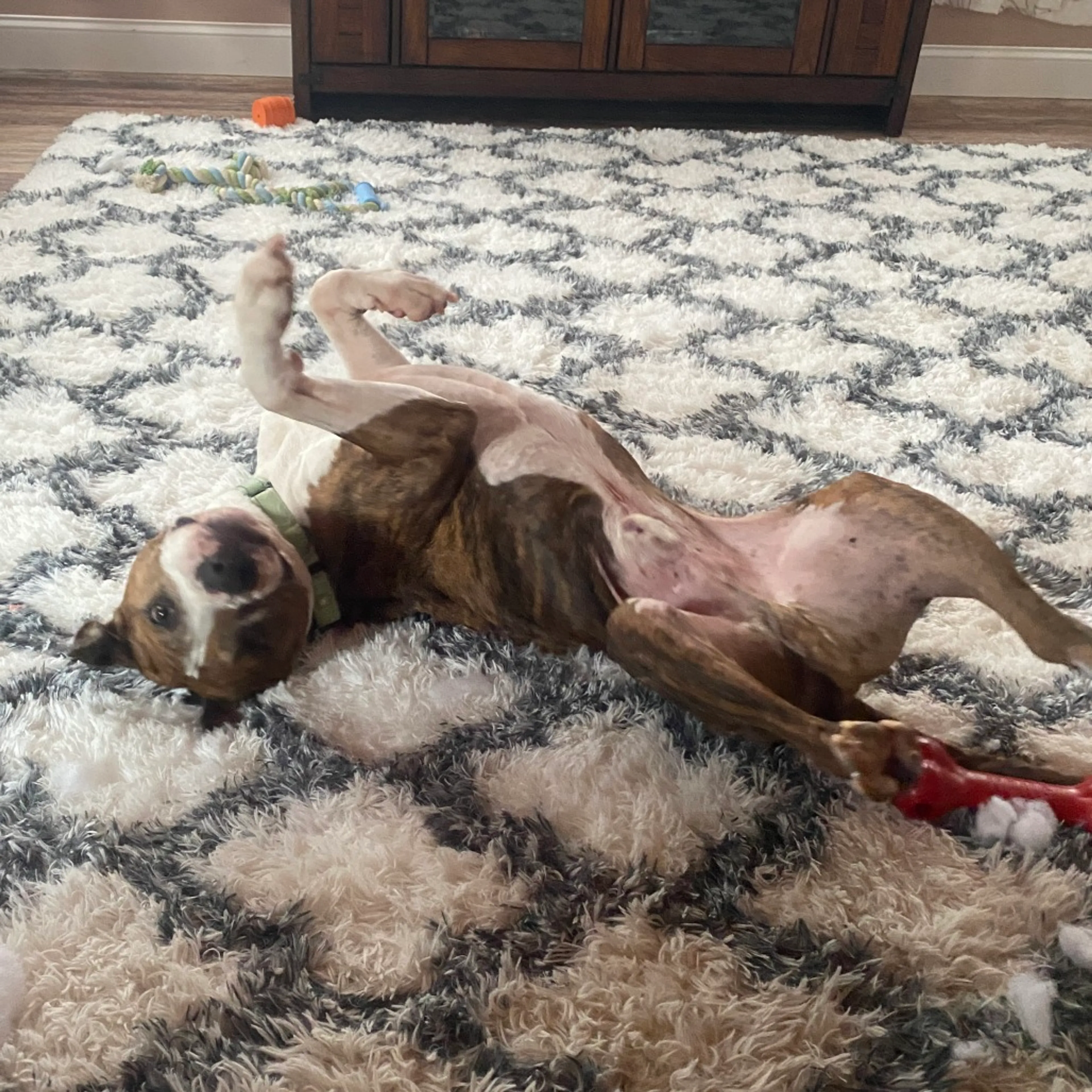 Found pet-18