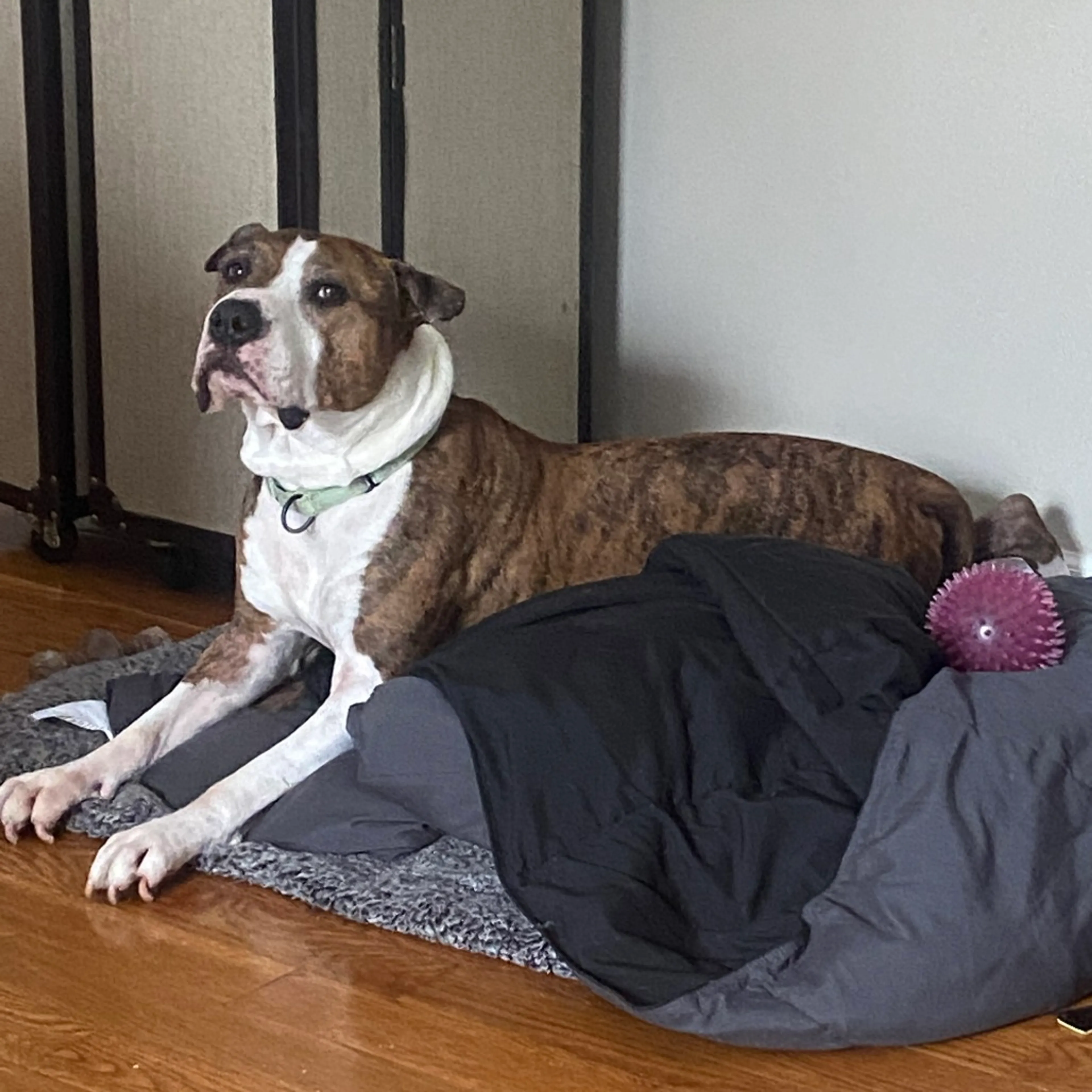 Found pet-17