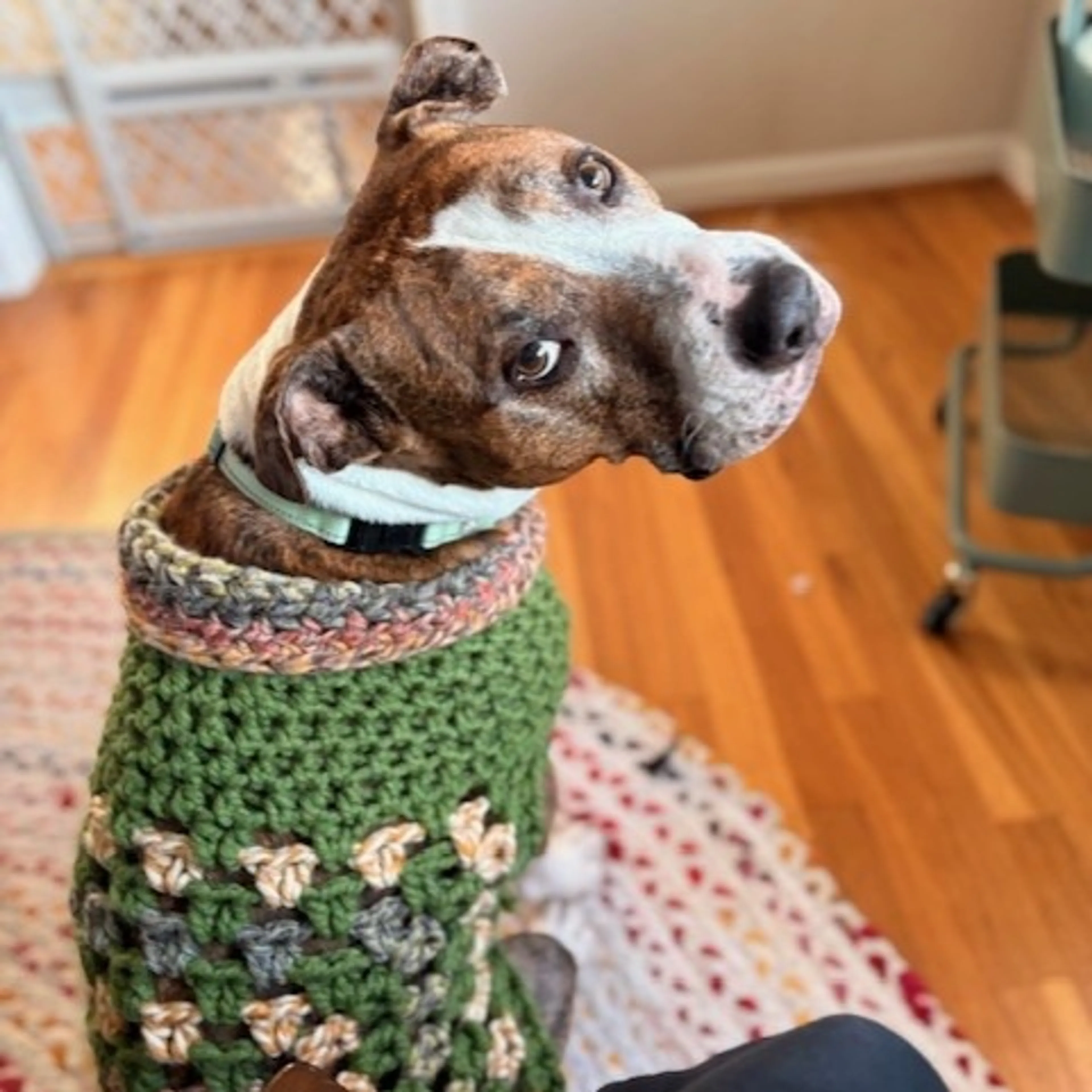 Found pet-7