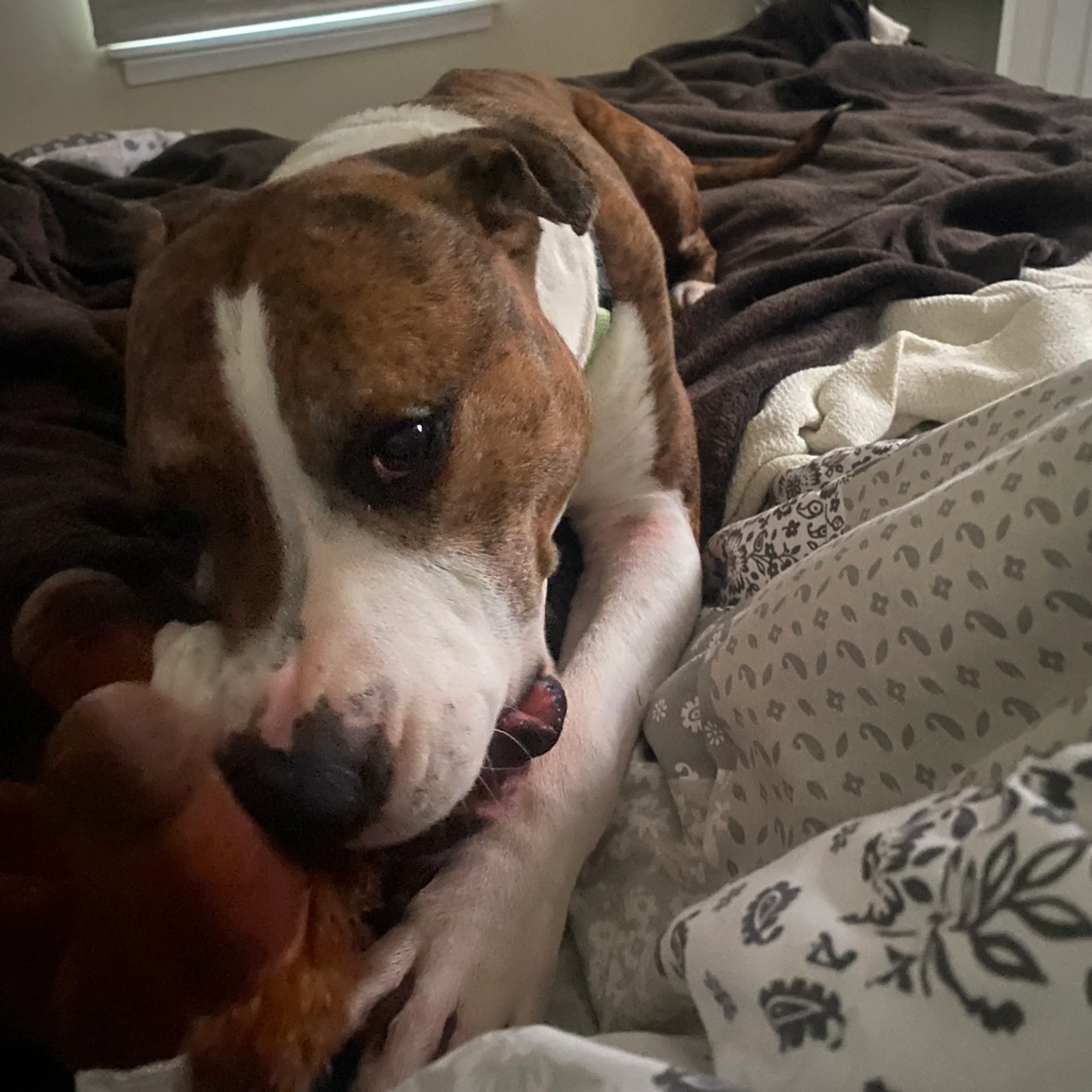 Found pet-16