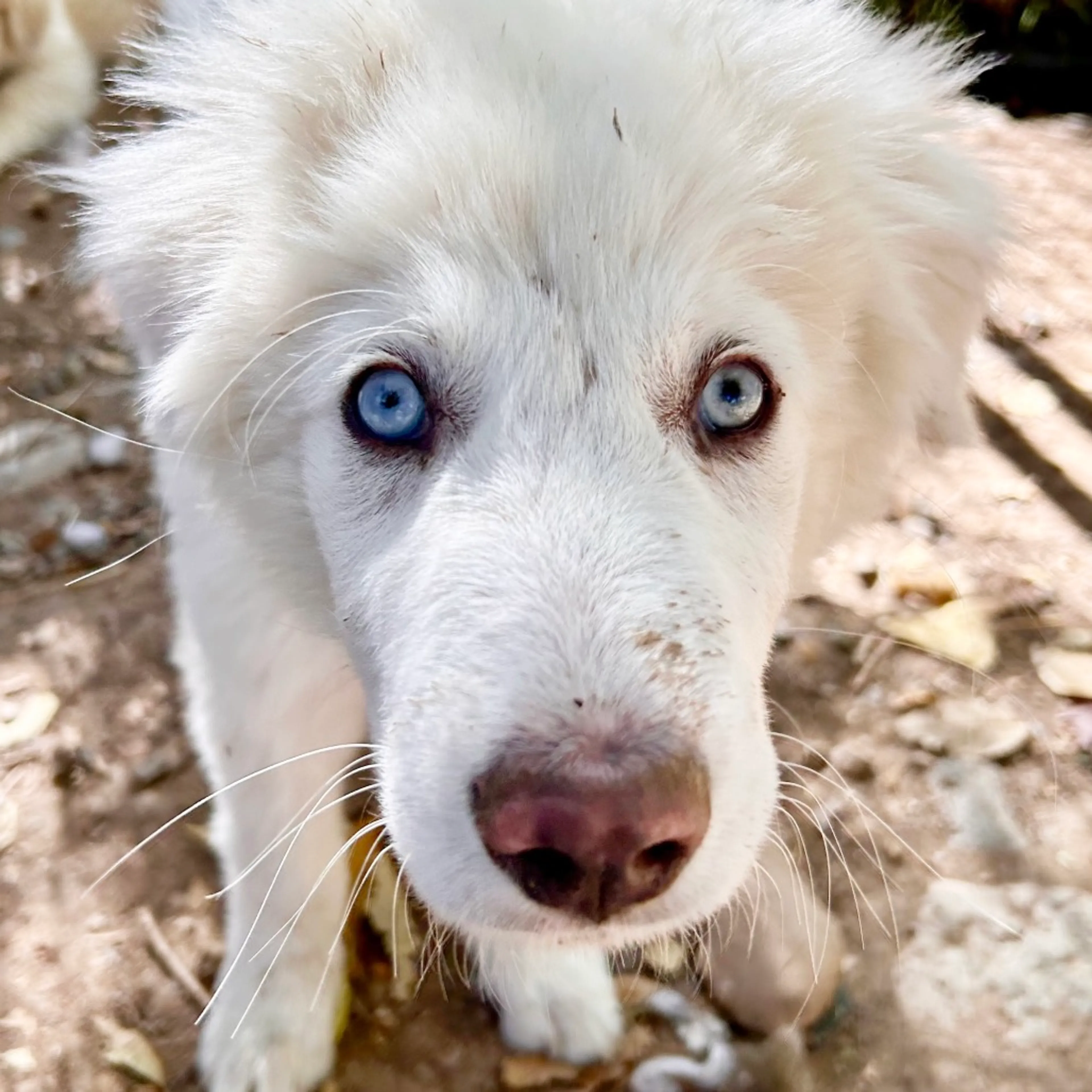 Found pet