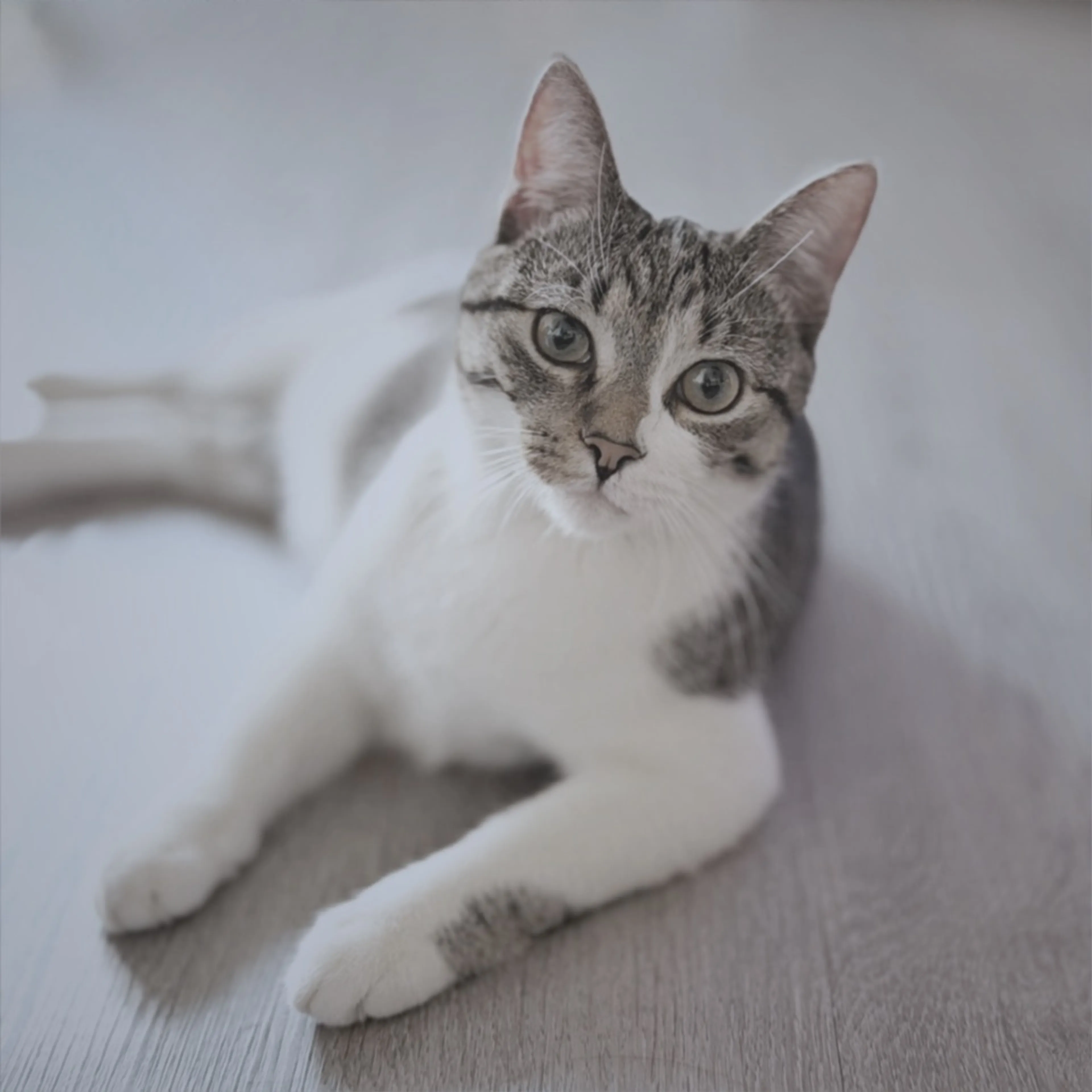 Found pet-0