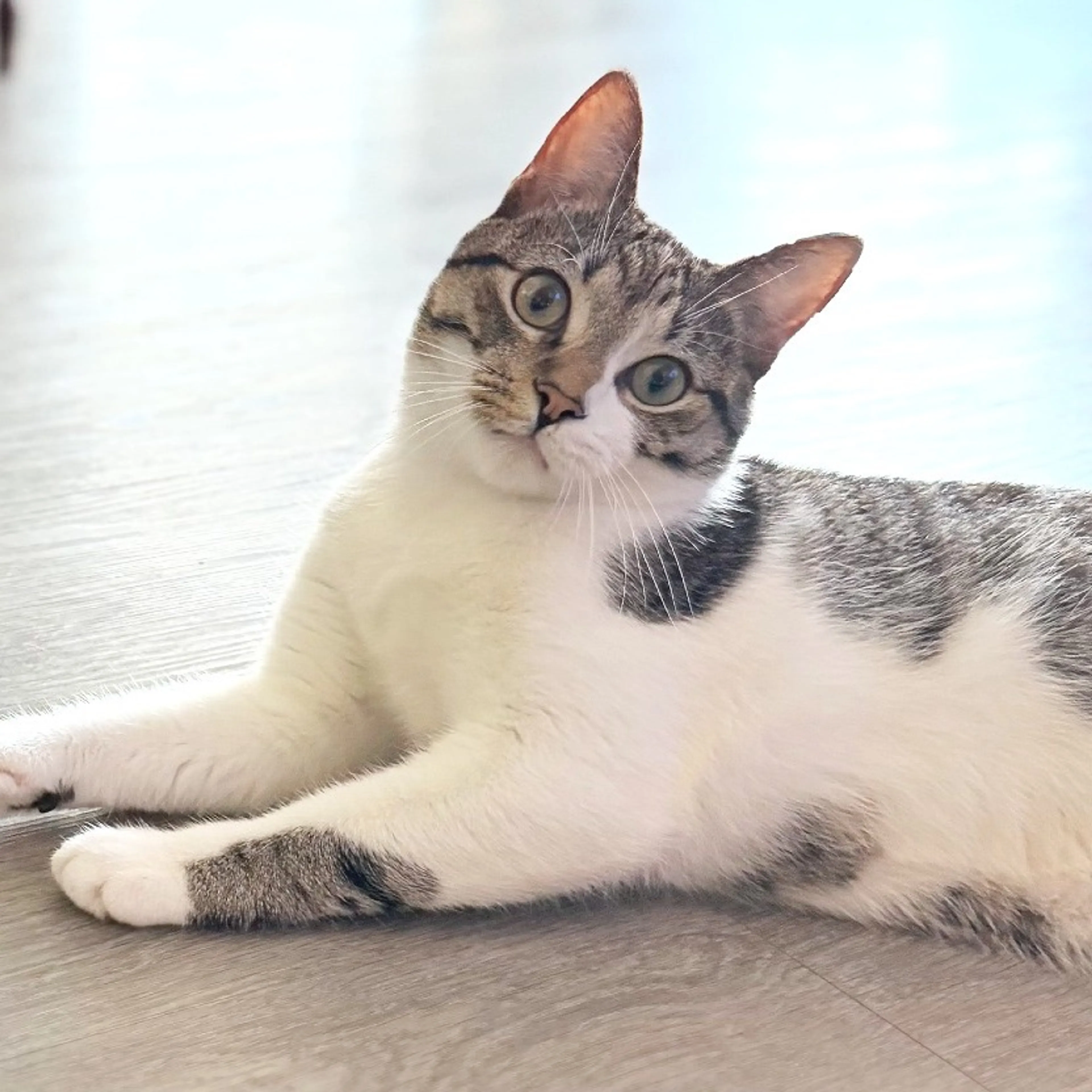 Found pet-2