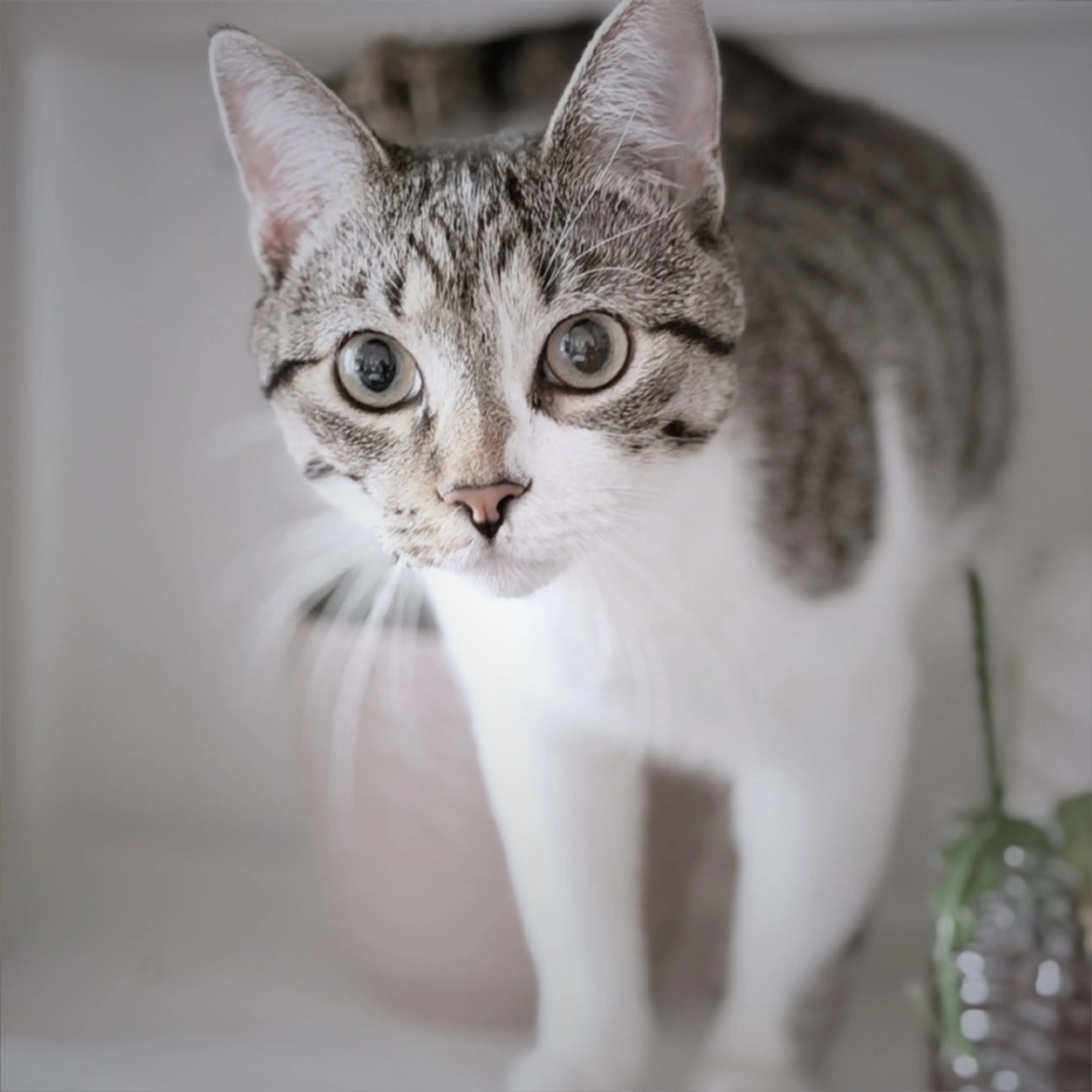 Found pet-1