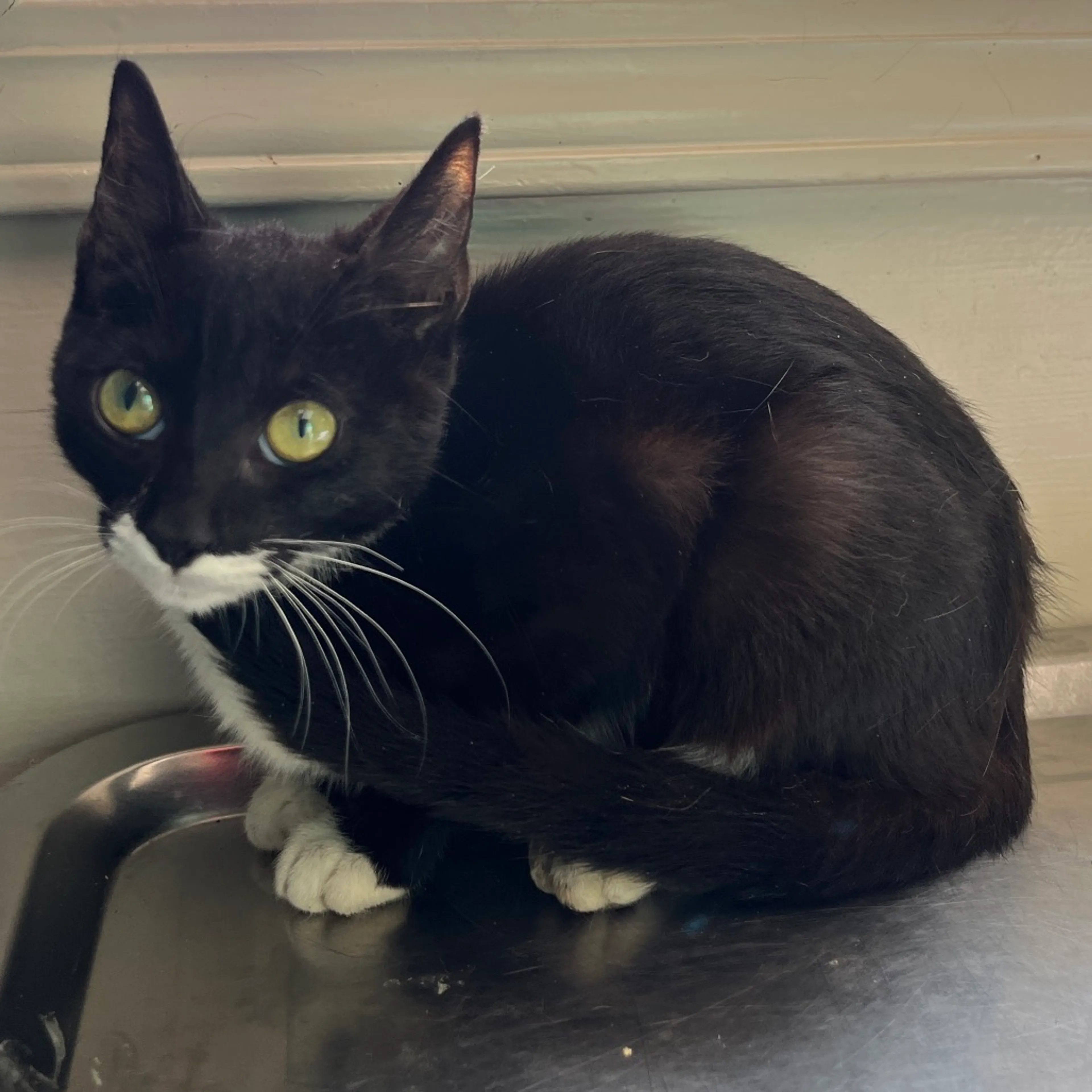 Found pet