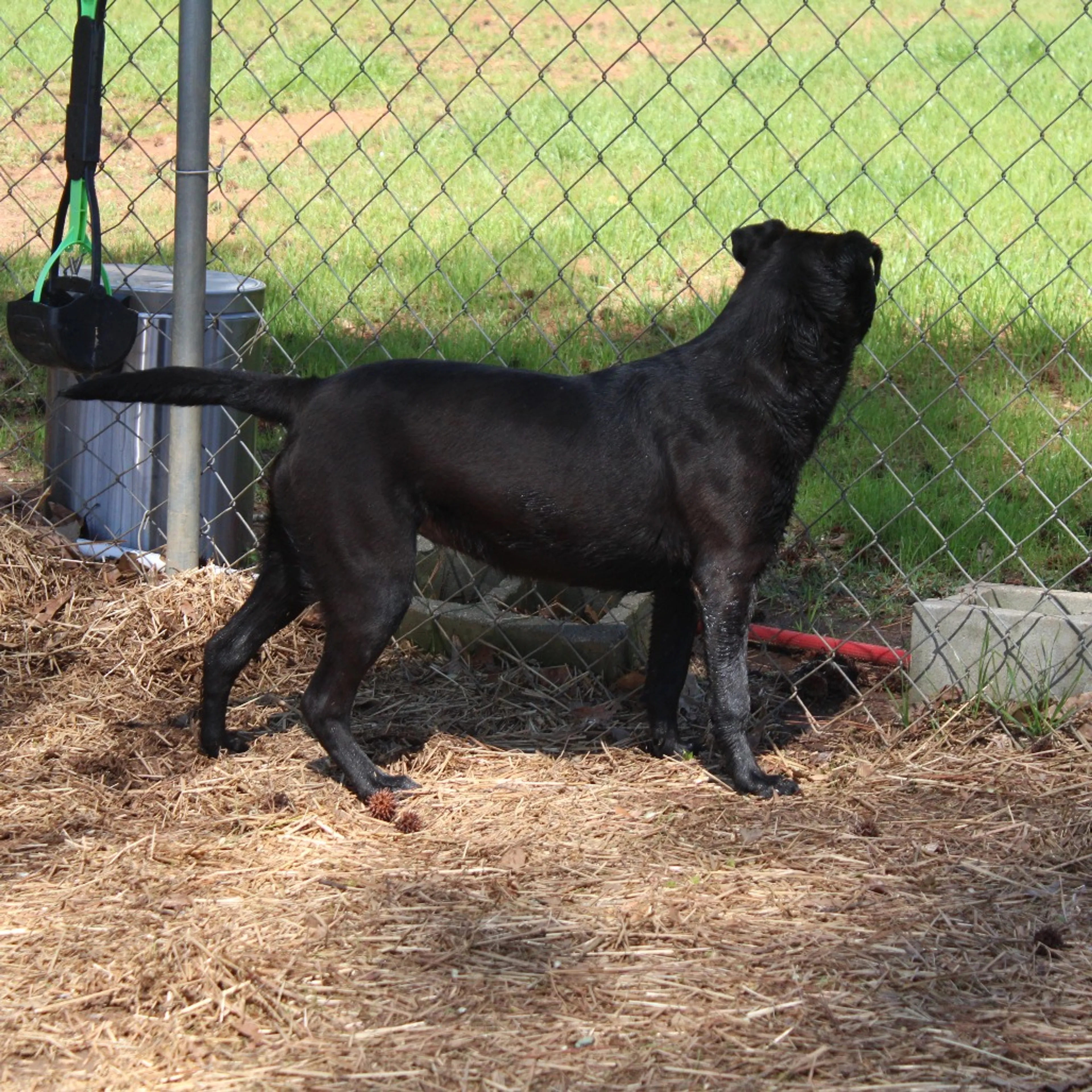 Found pet-12