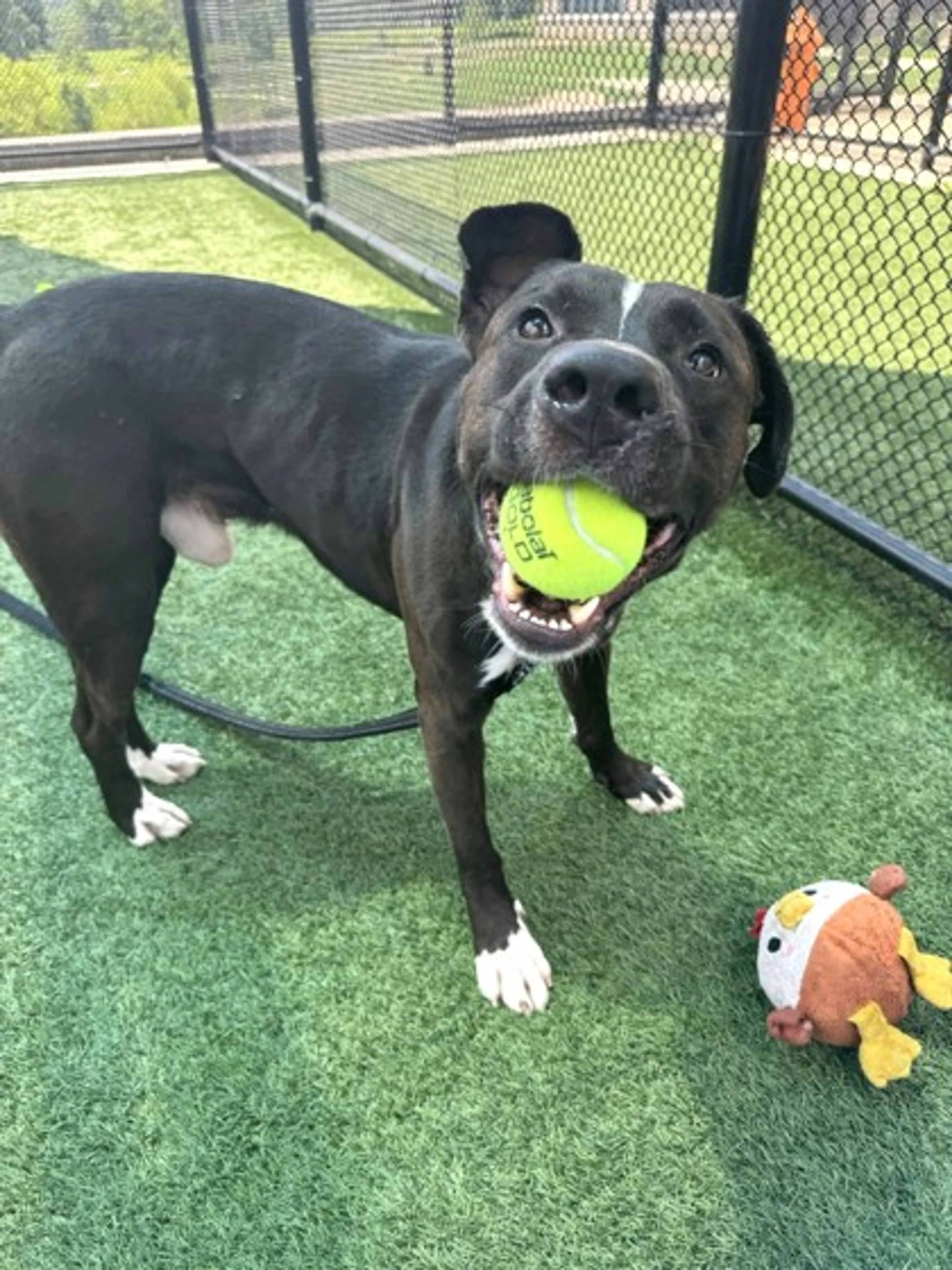 cdn image