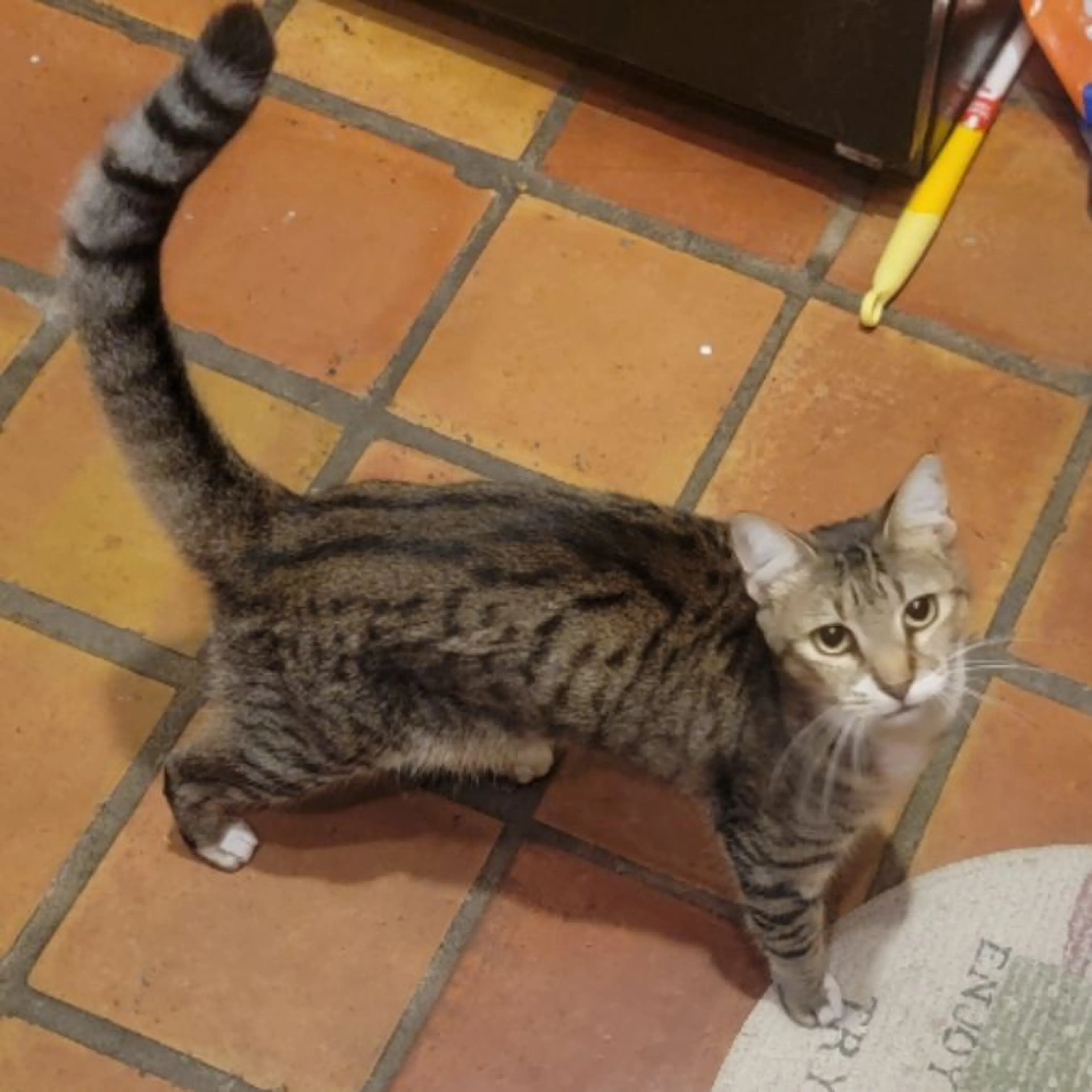 Lost pet-0