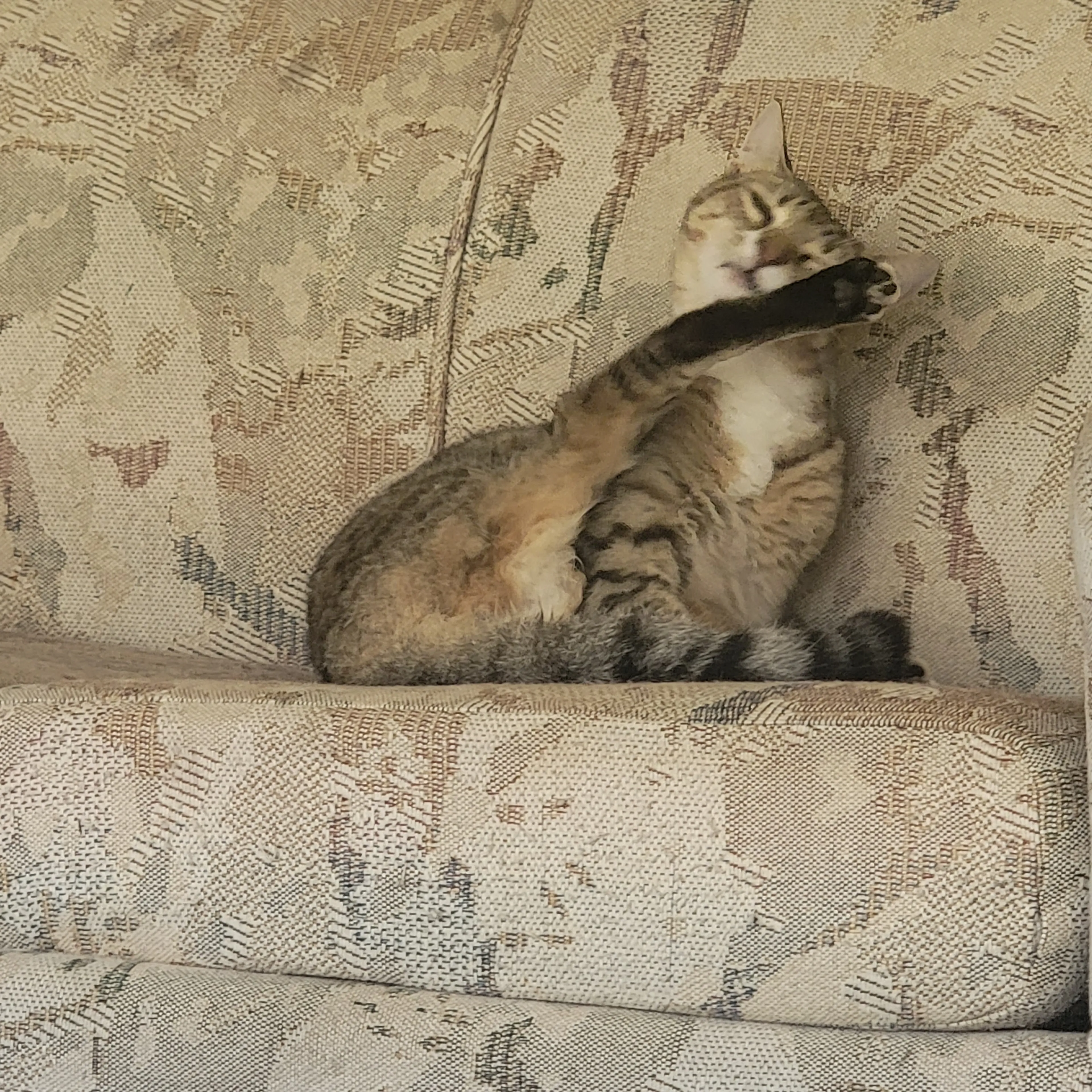 Lost pet-1