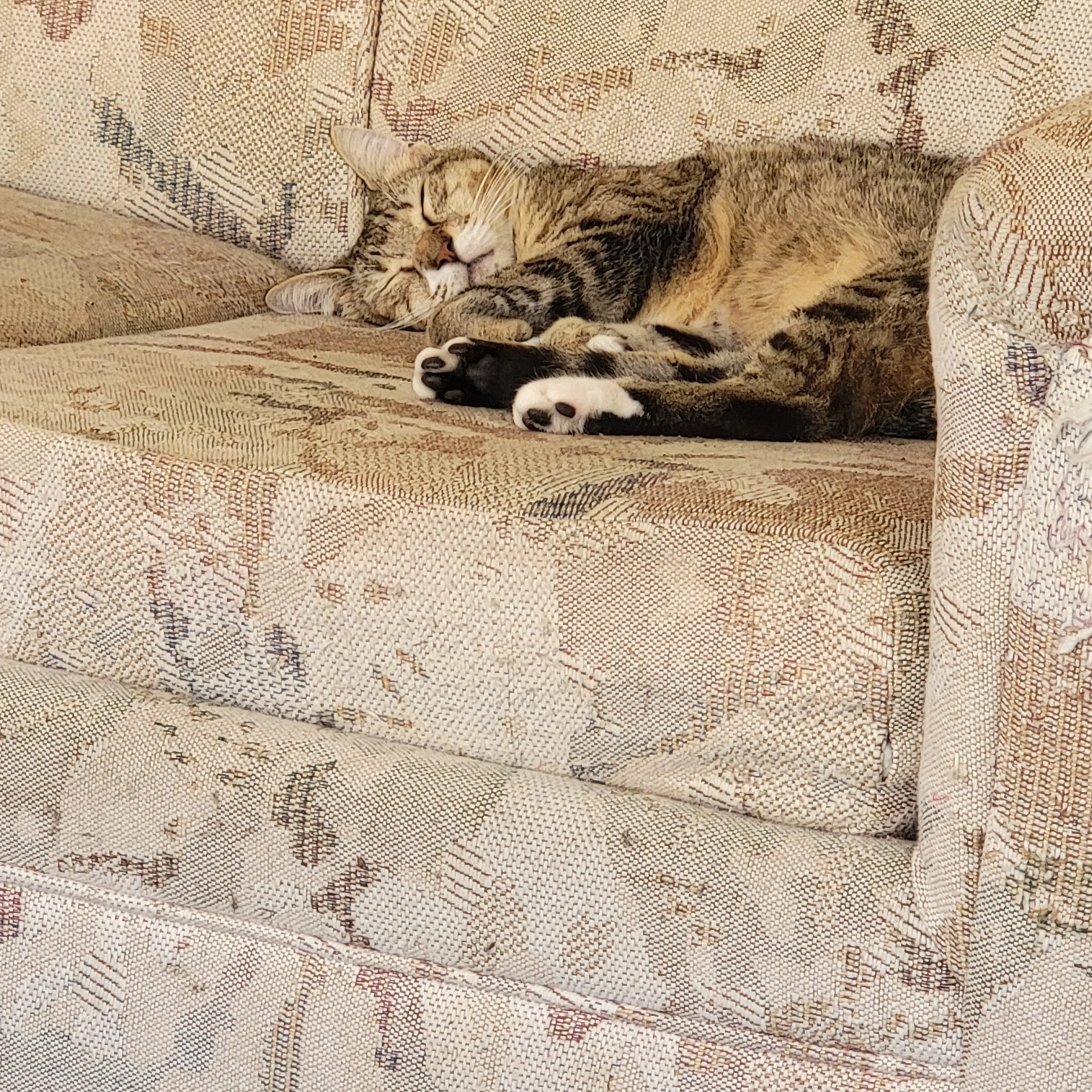 Lost pet-2