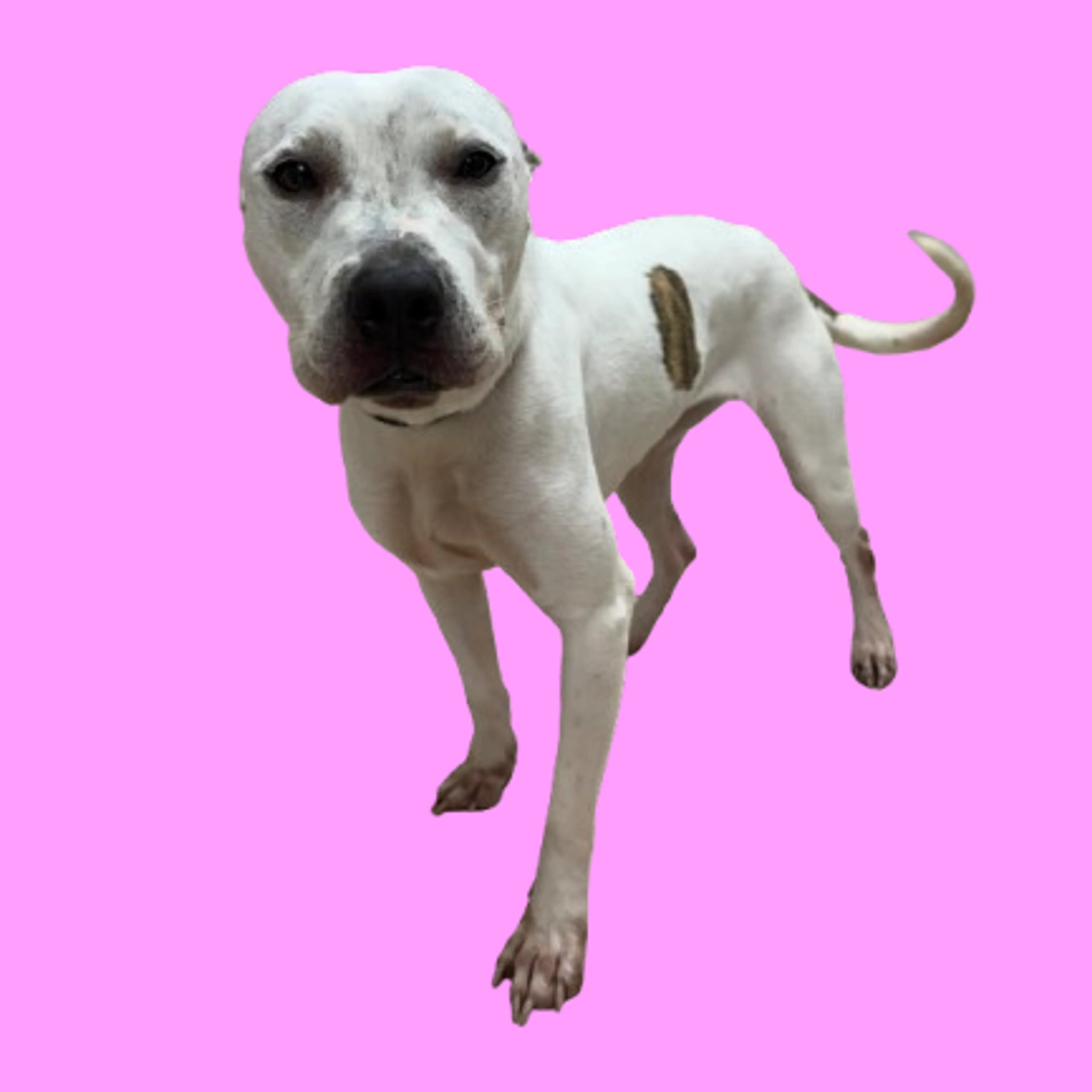 Found pet