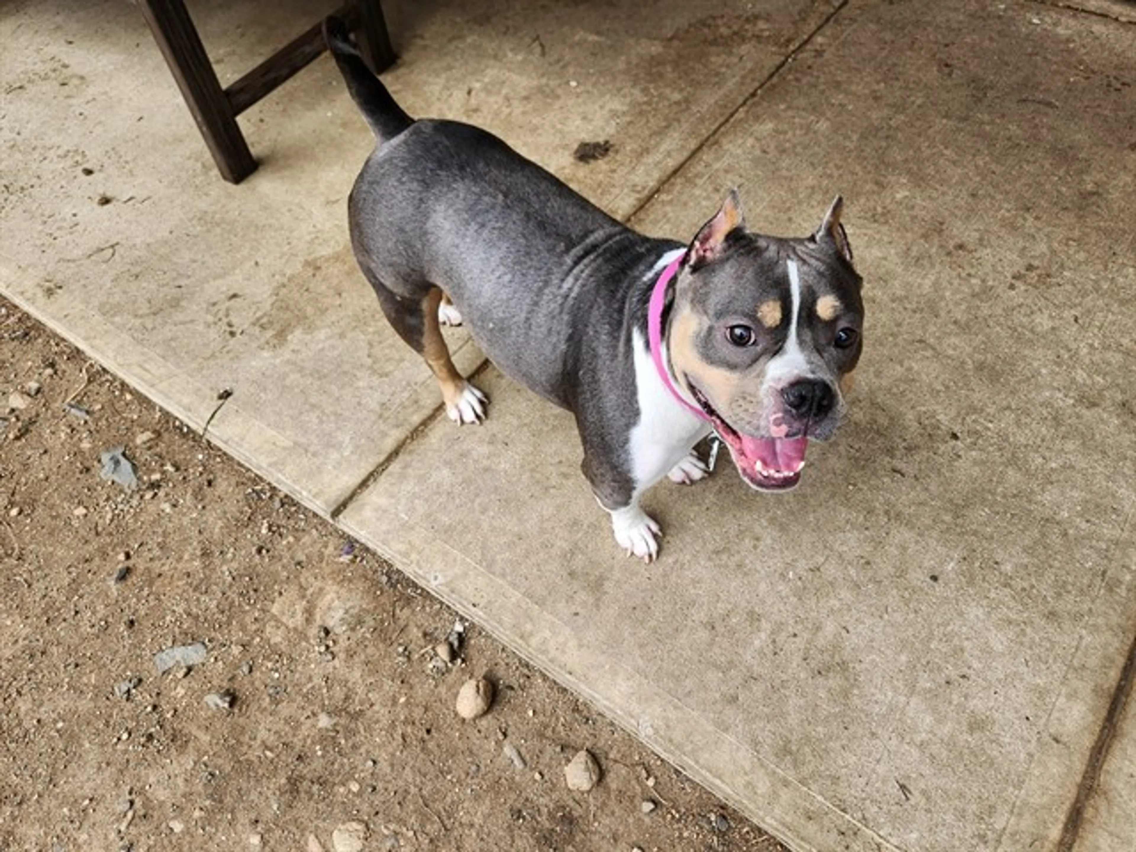 Found pet