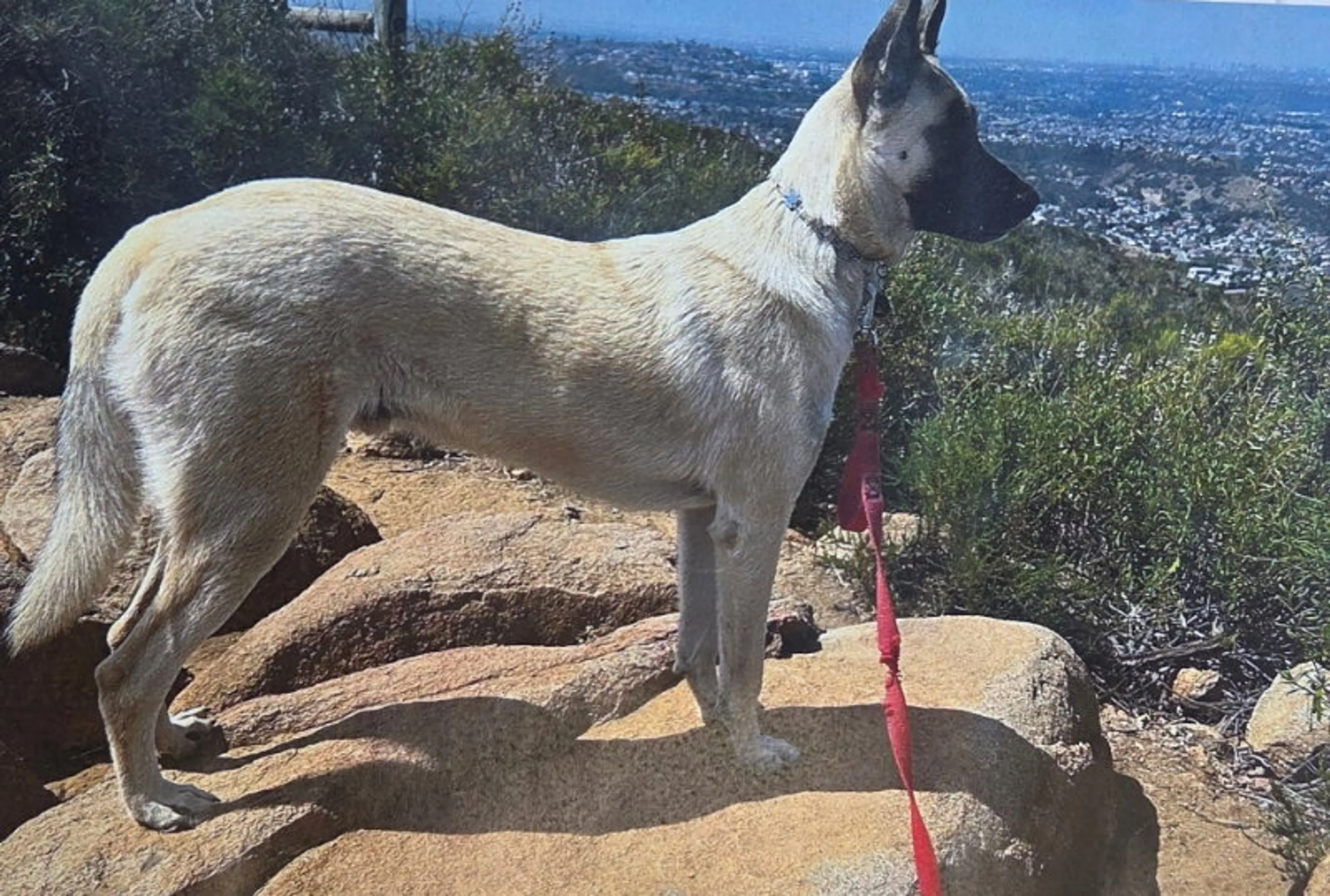 Found pet