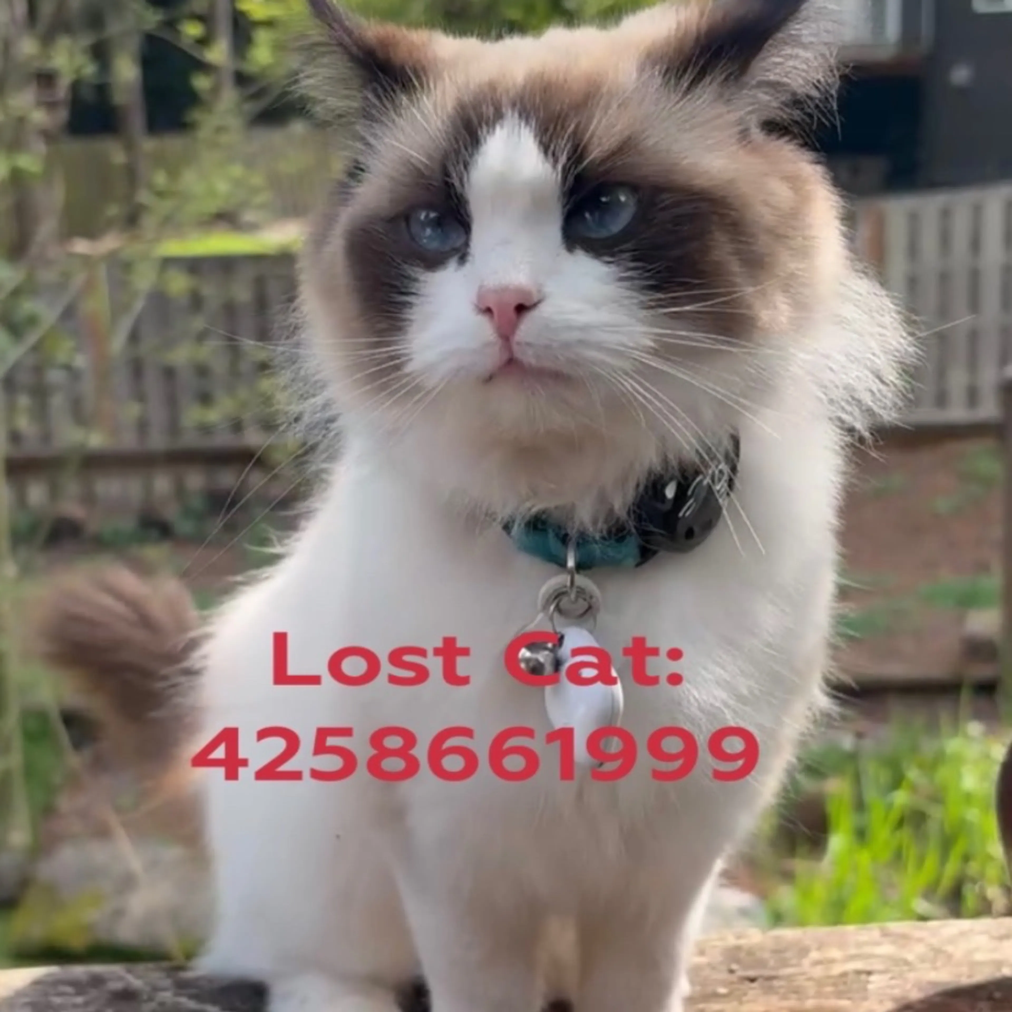 Lost pet