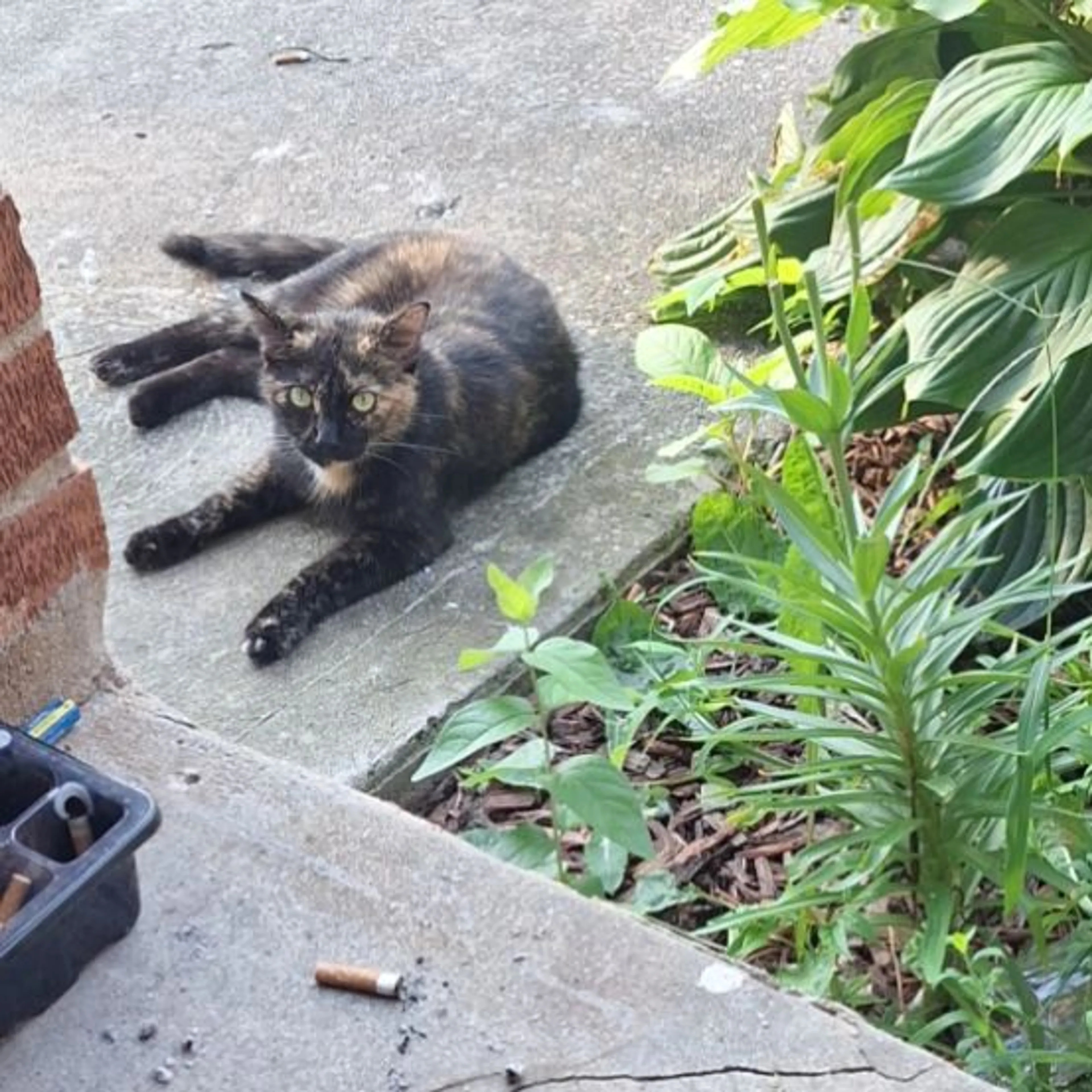 Lost pet