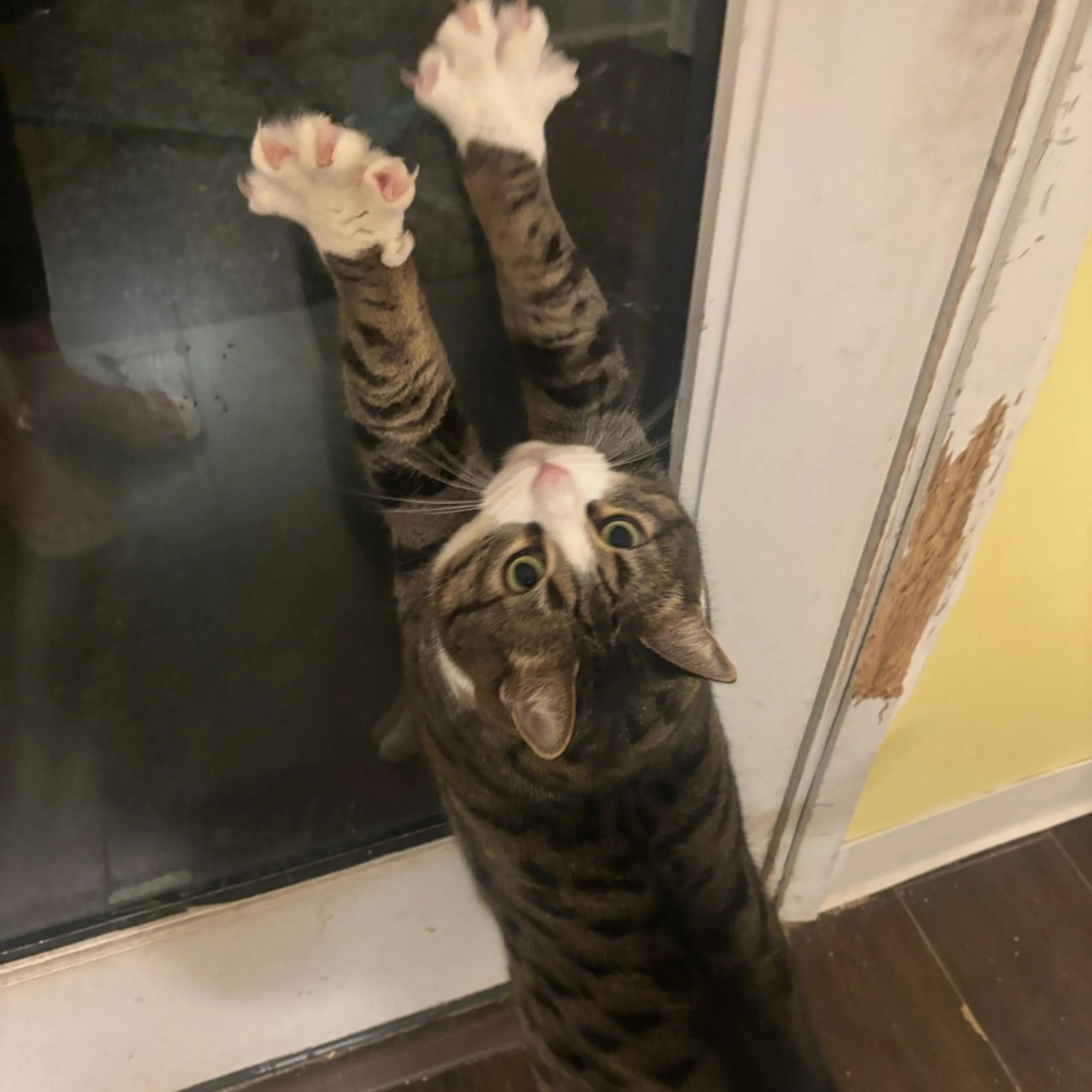 Found pet-3