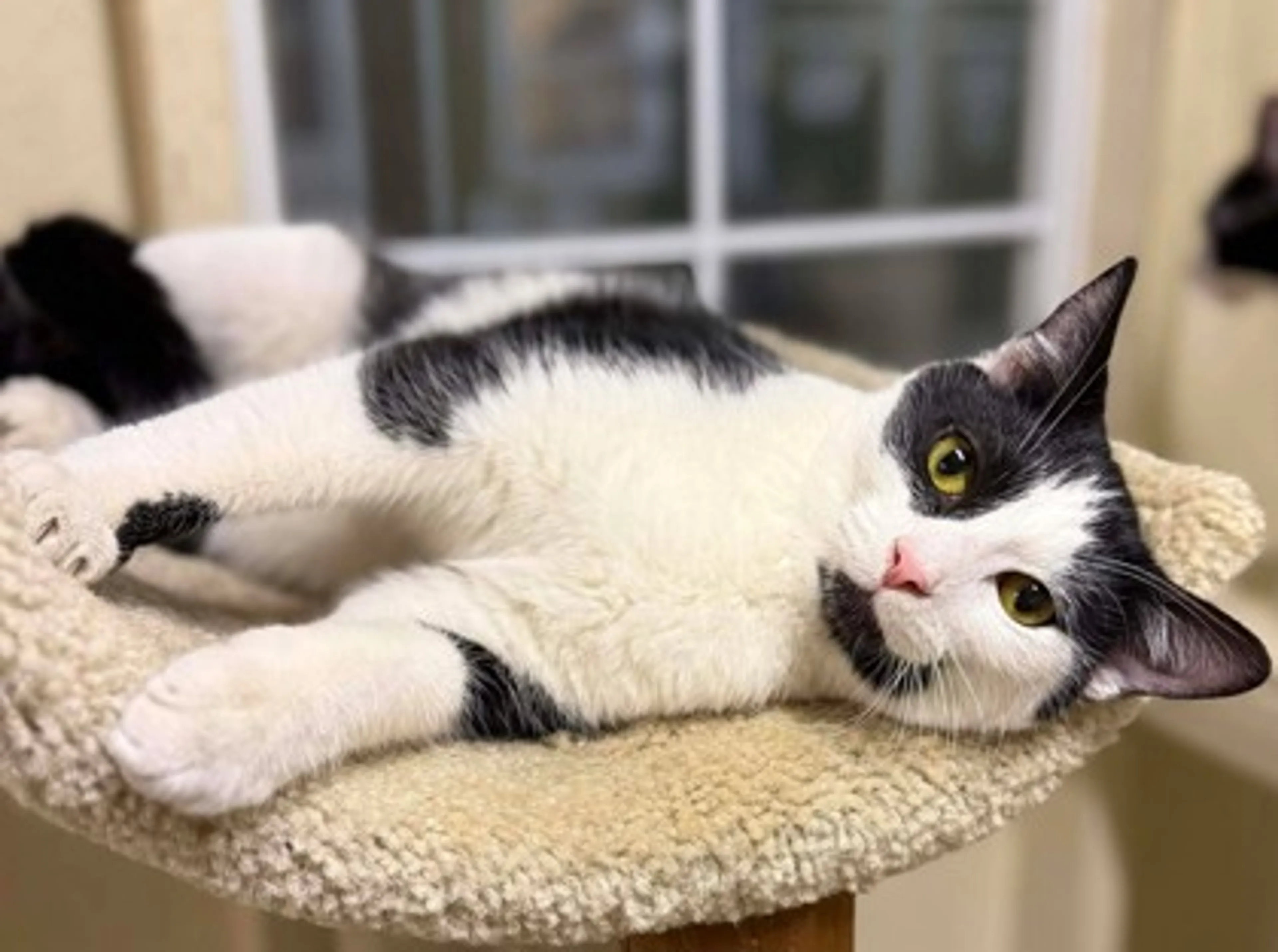 Found pet-2