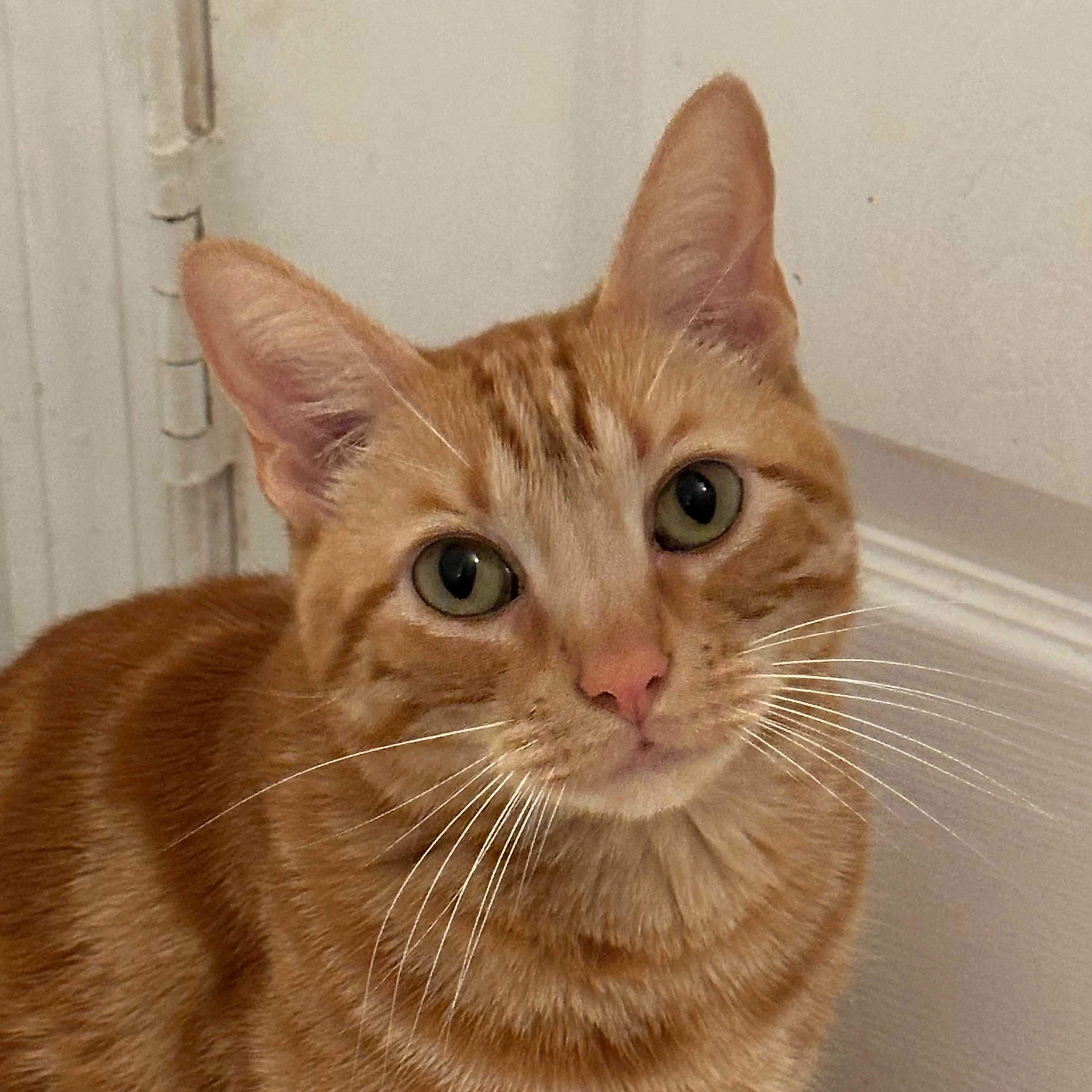Lost pet-2
