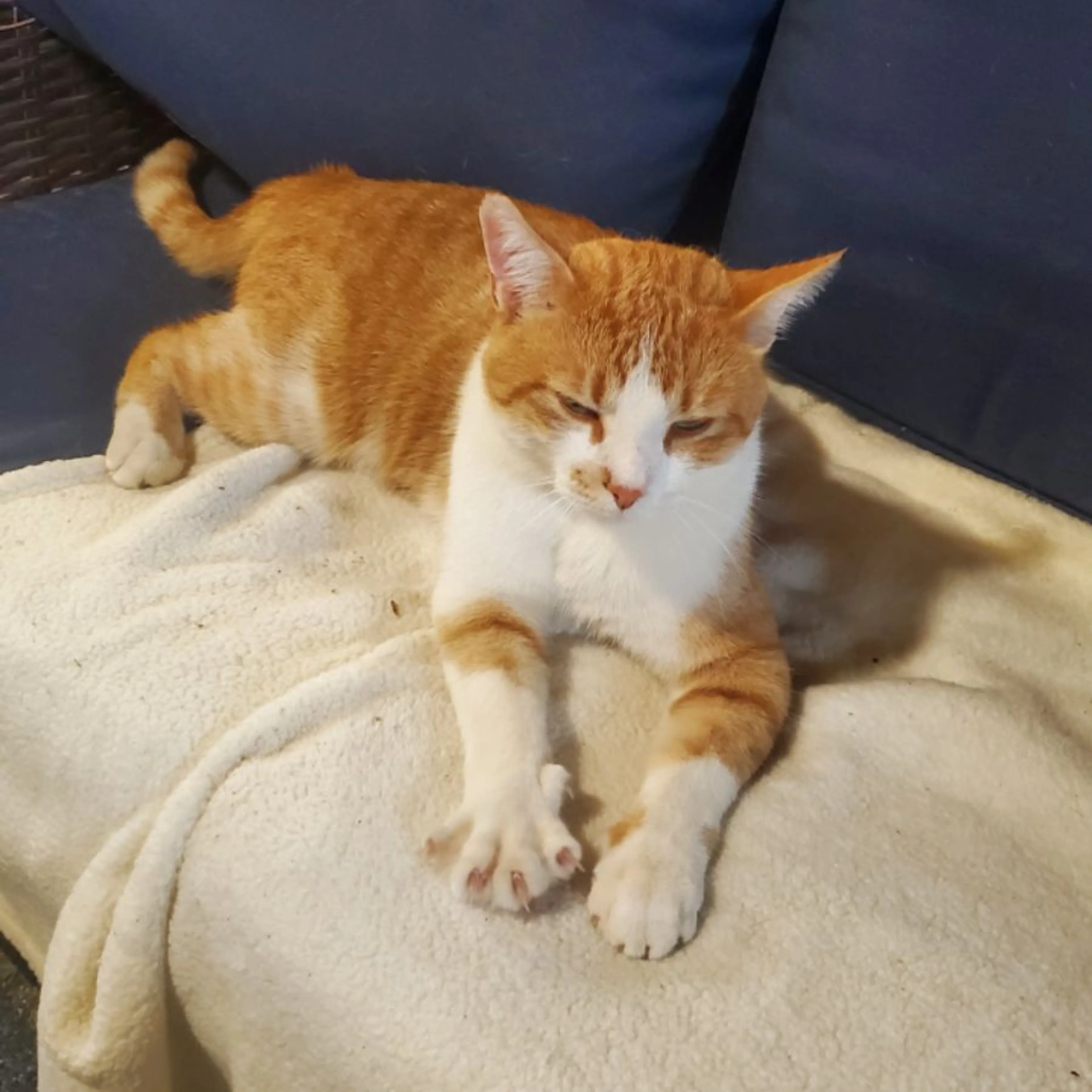 Lost pet