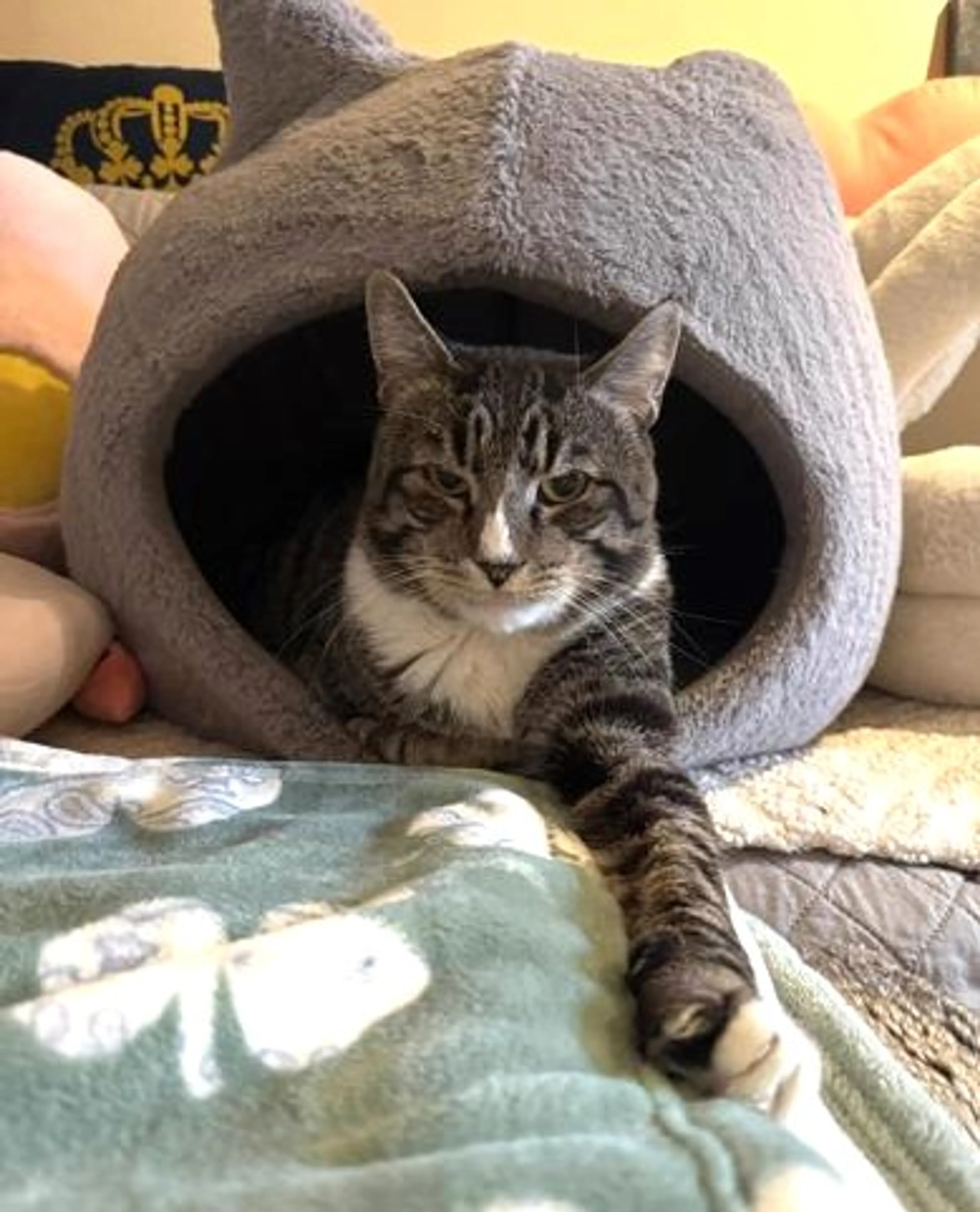 Found pet-2
