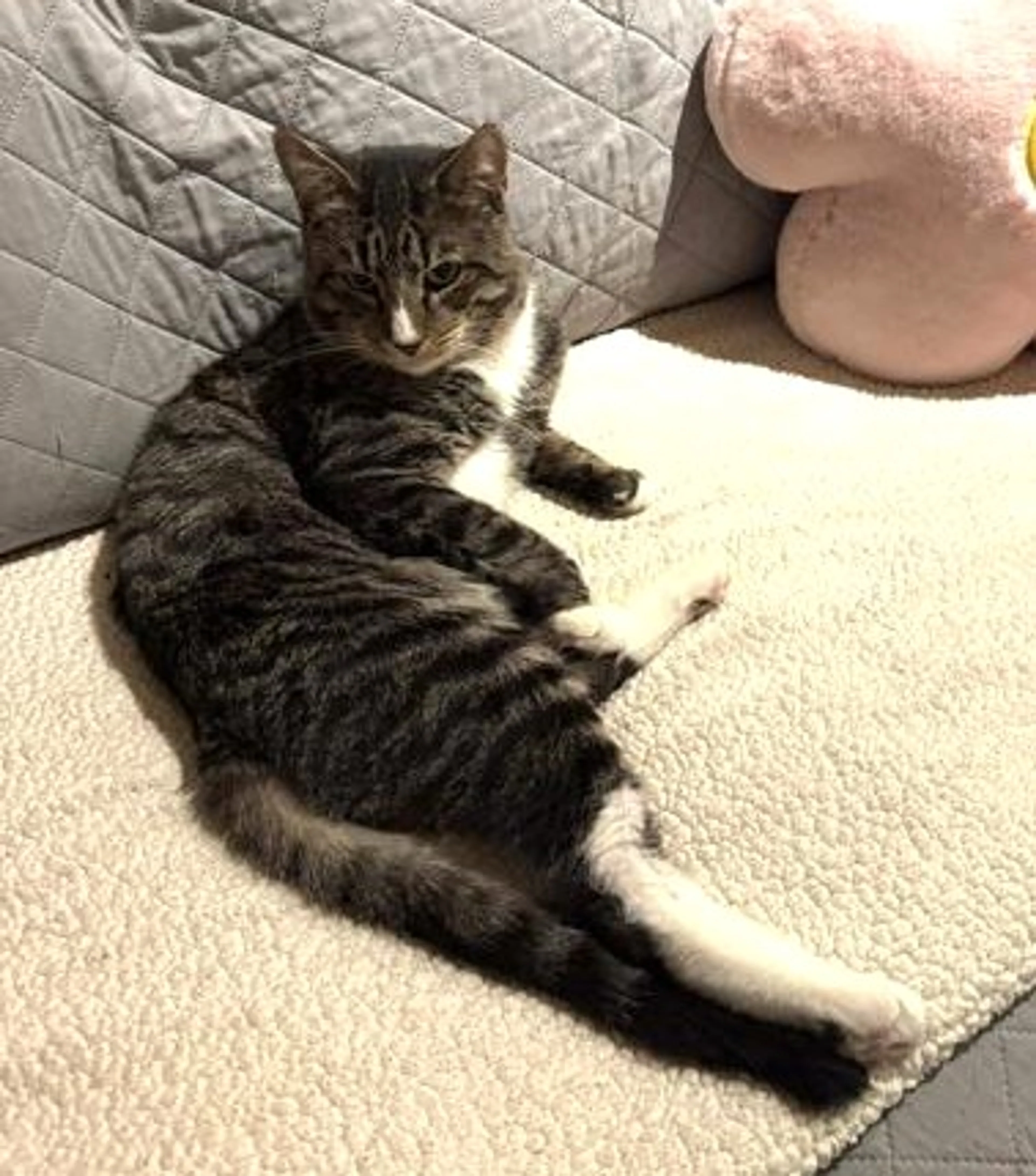 Found pet-1