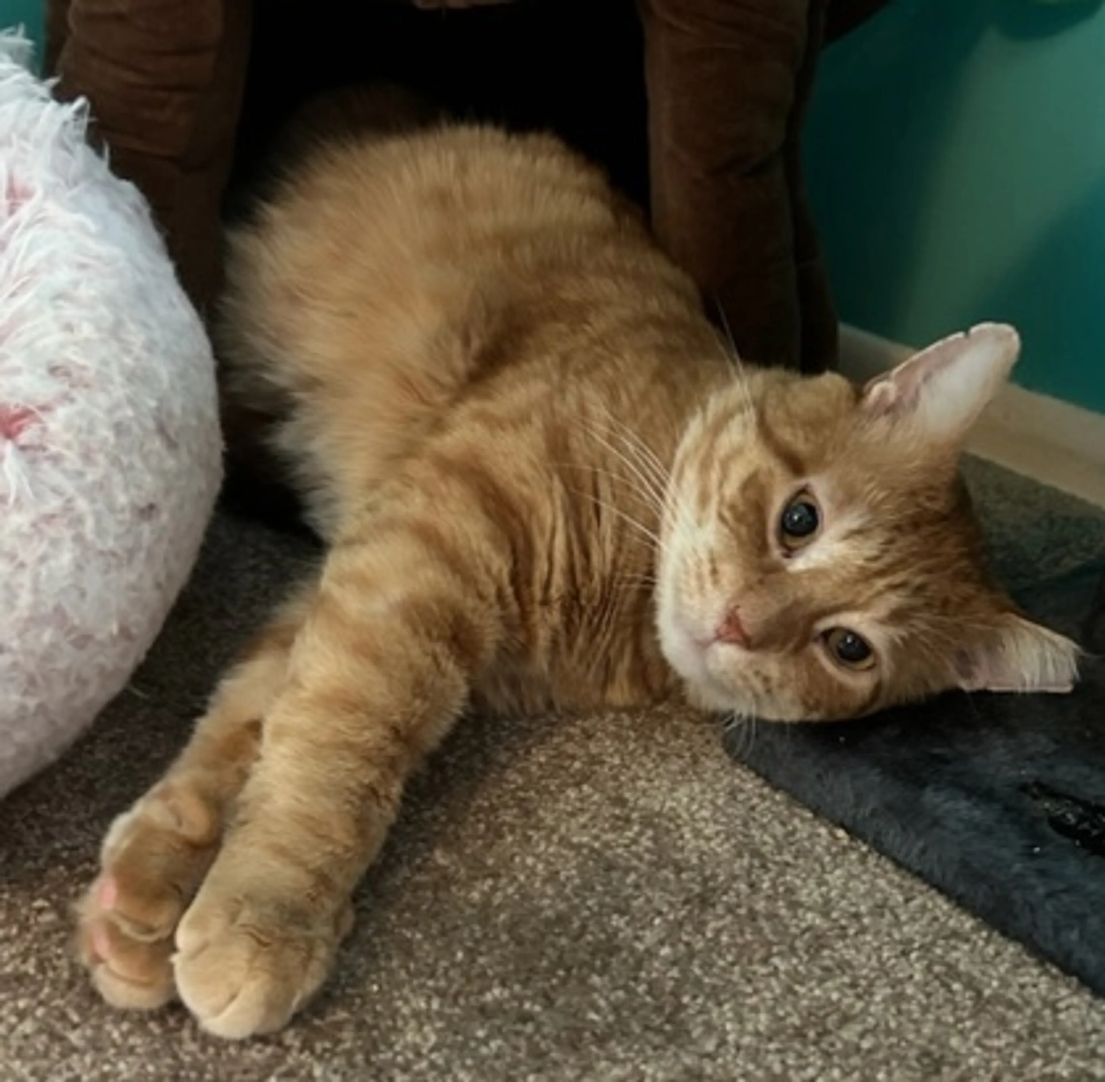 Found pet-1