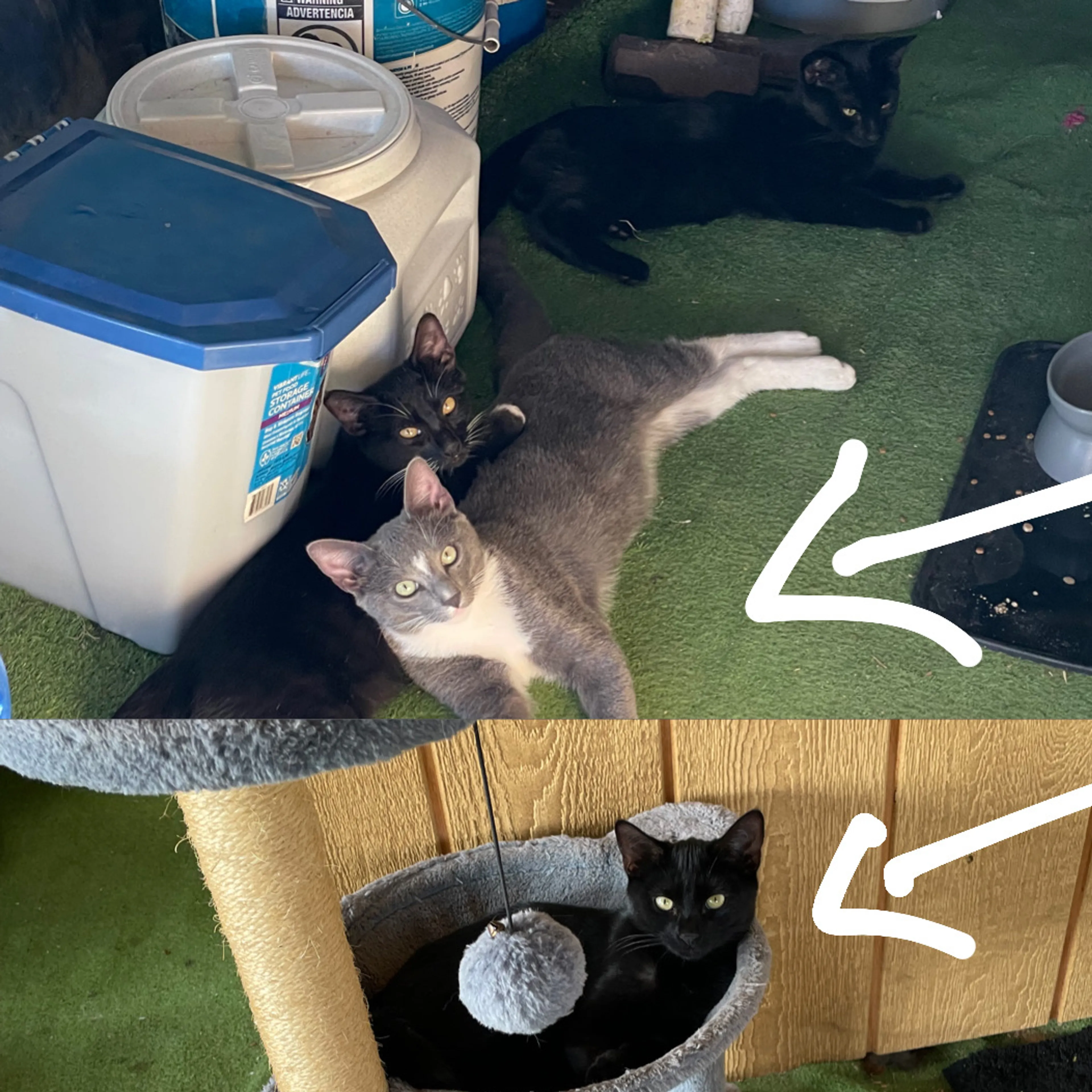 Lost pet-3