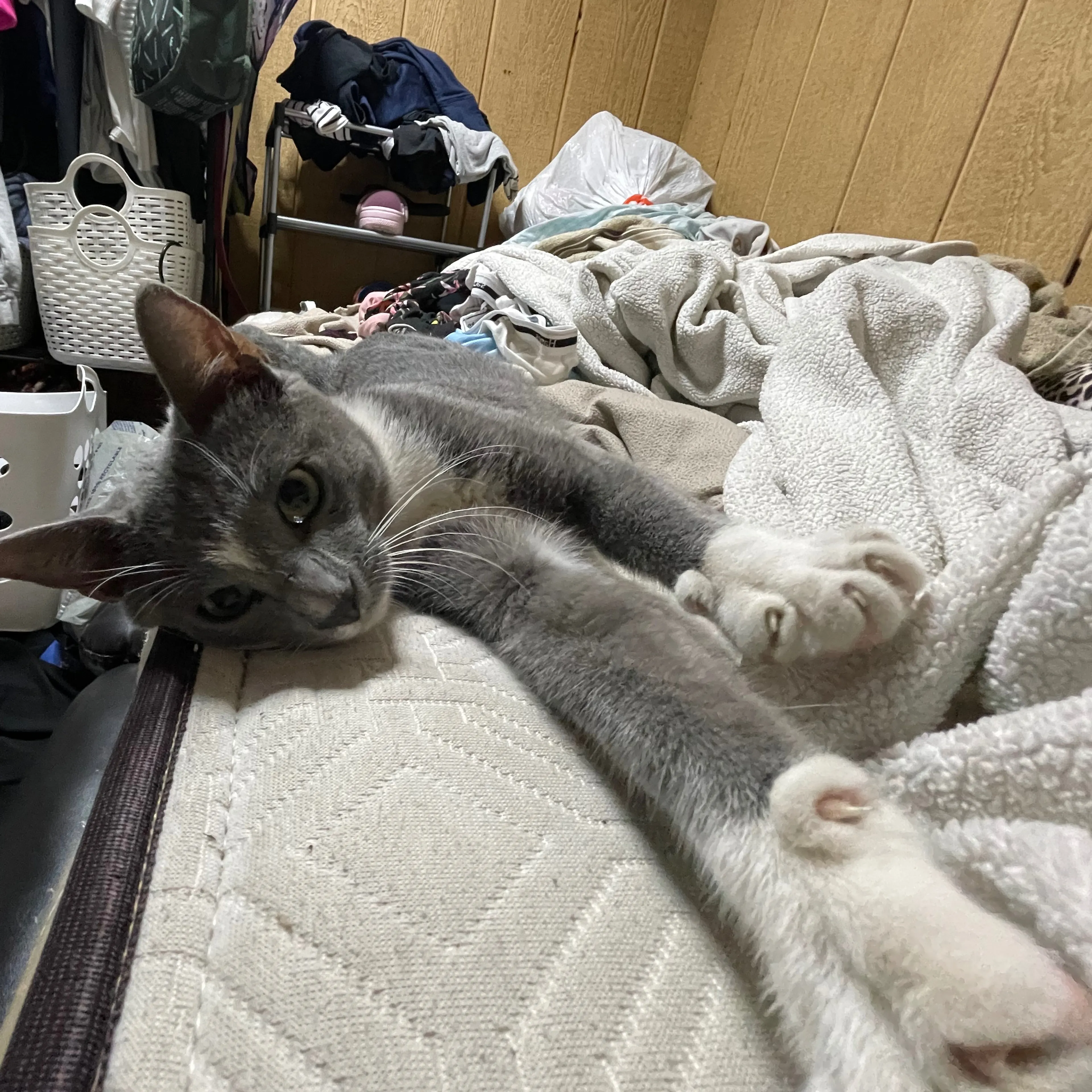 Lost pet-2