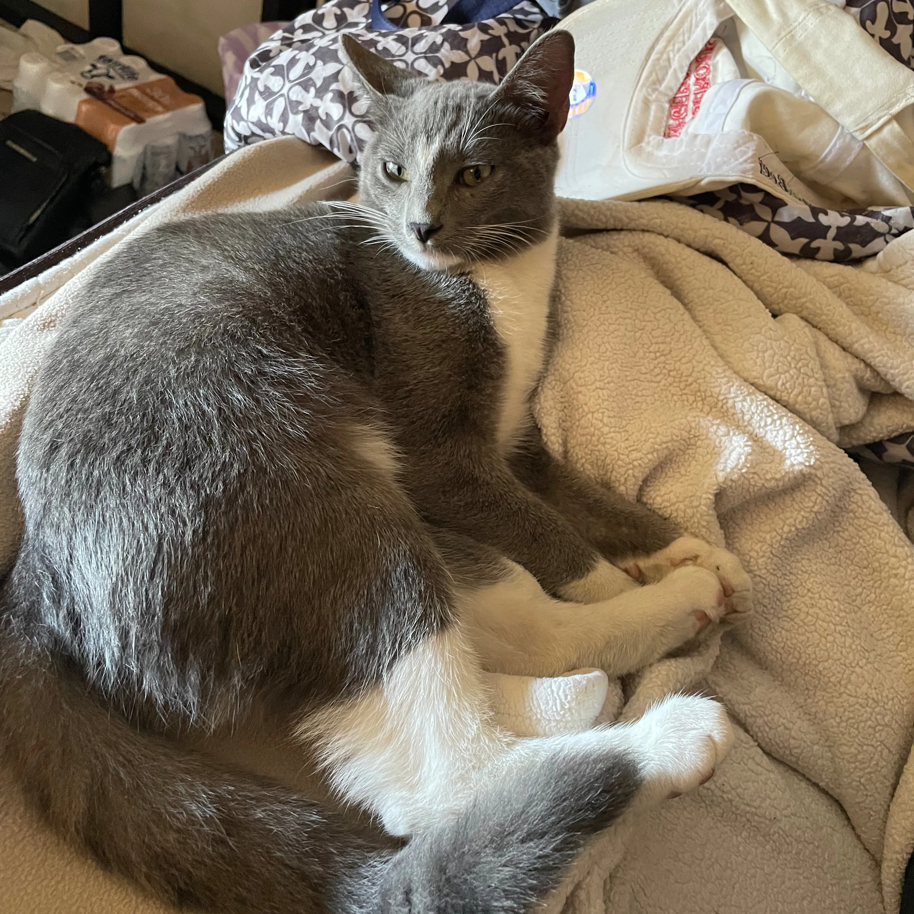 Lost pet-1