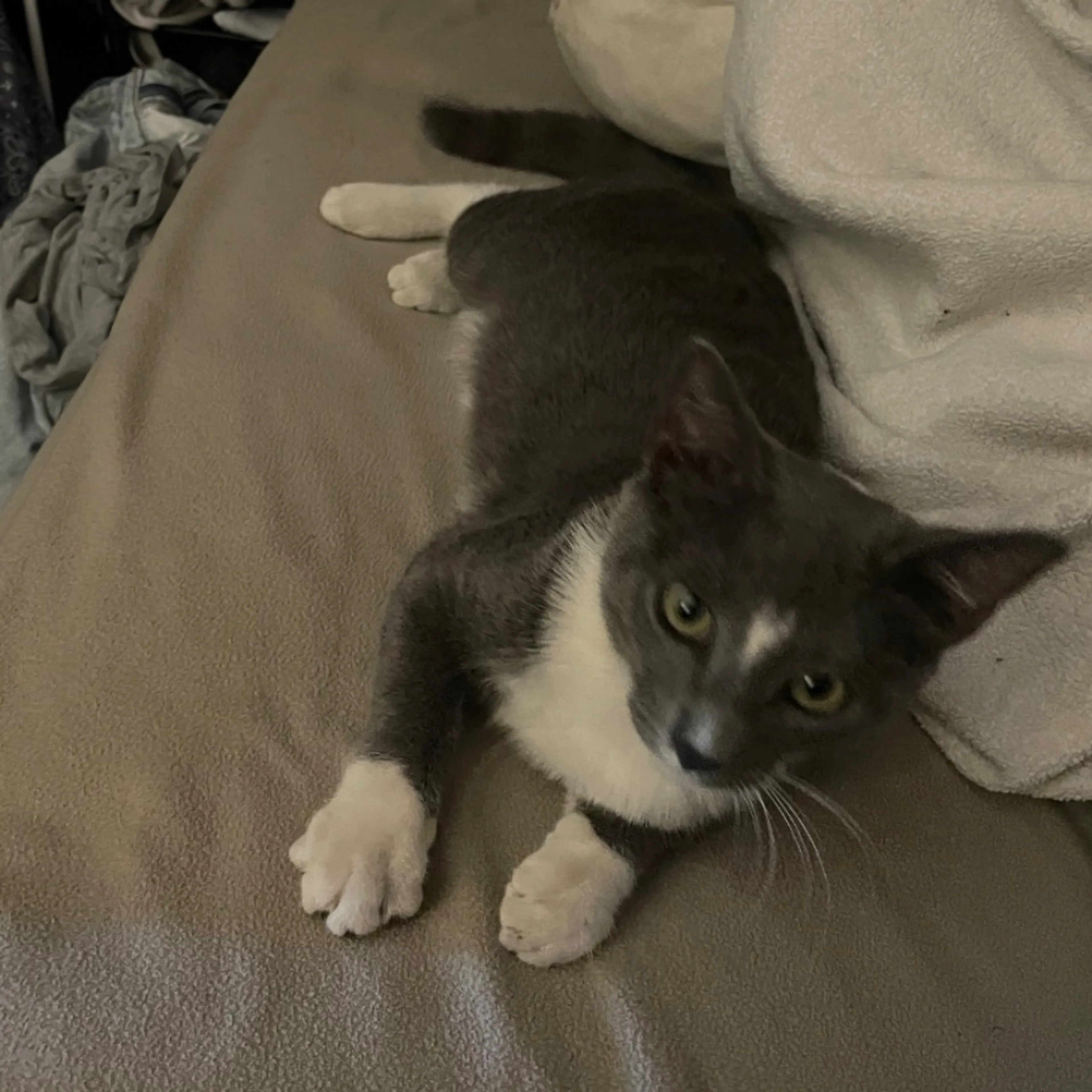 Lost pet-0