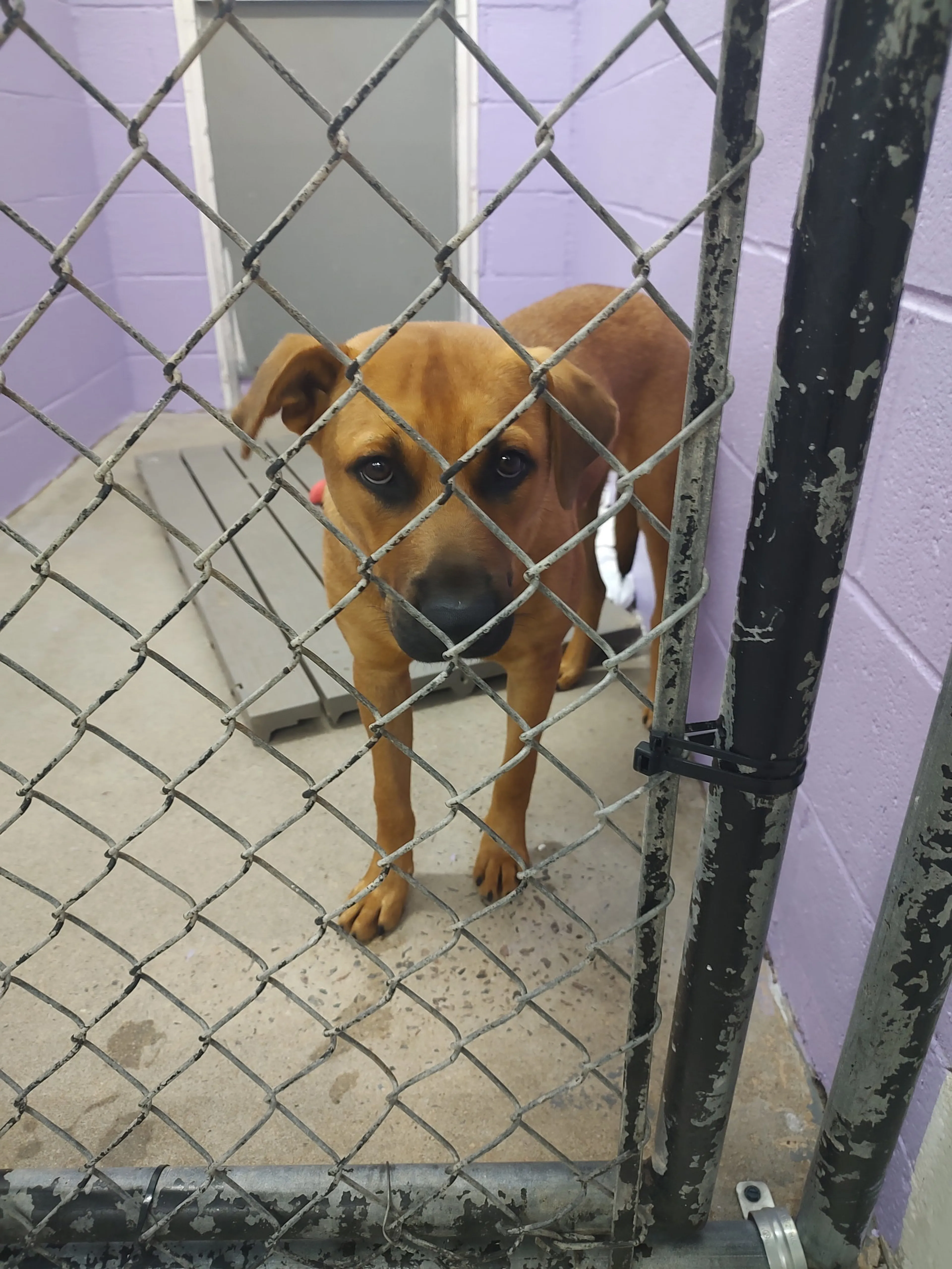 Found pet-4