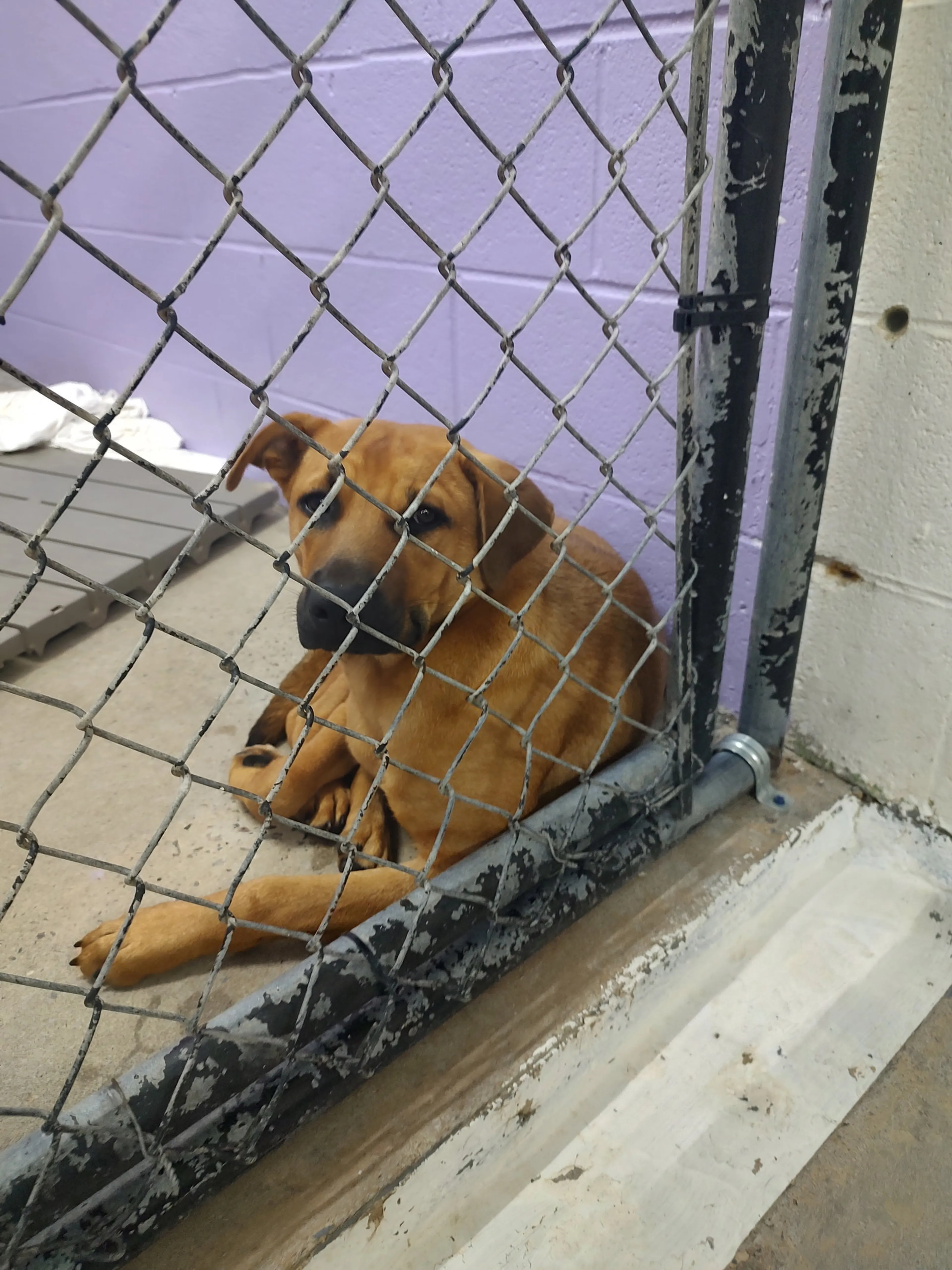 Found pet-2