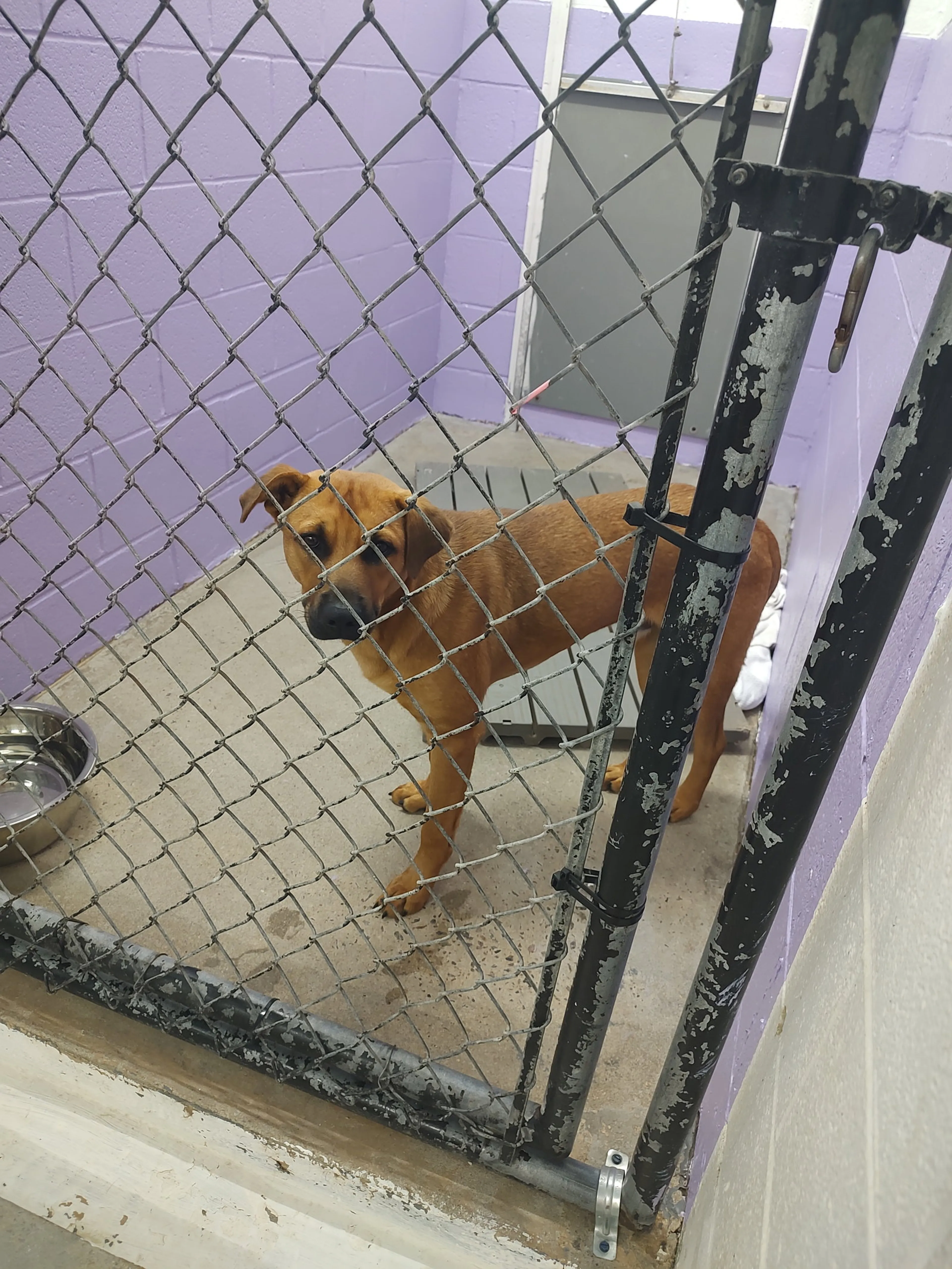 Found pet-3