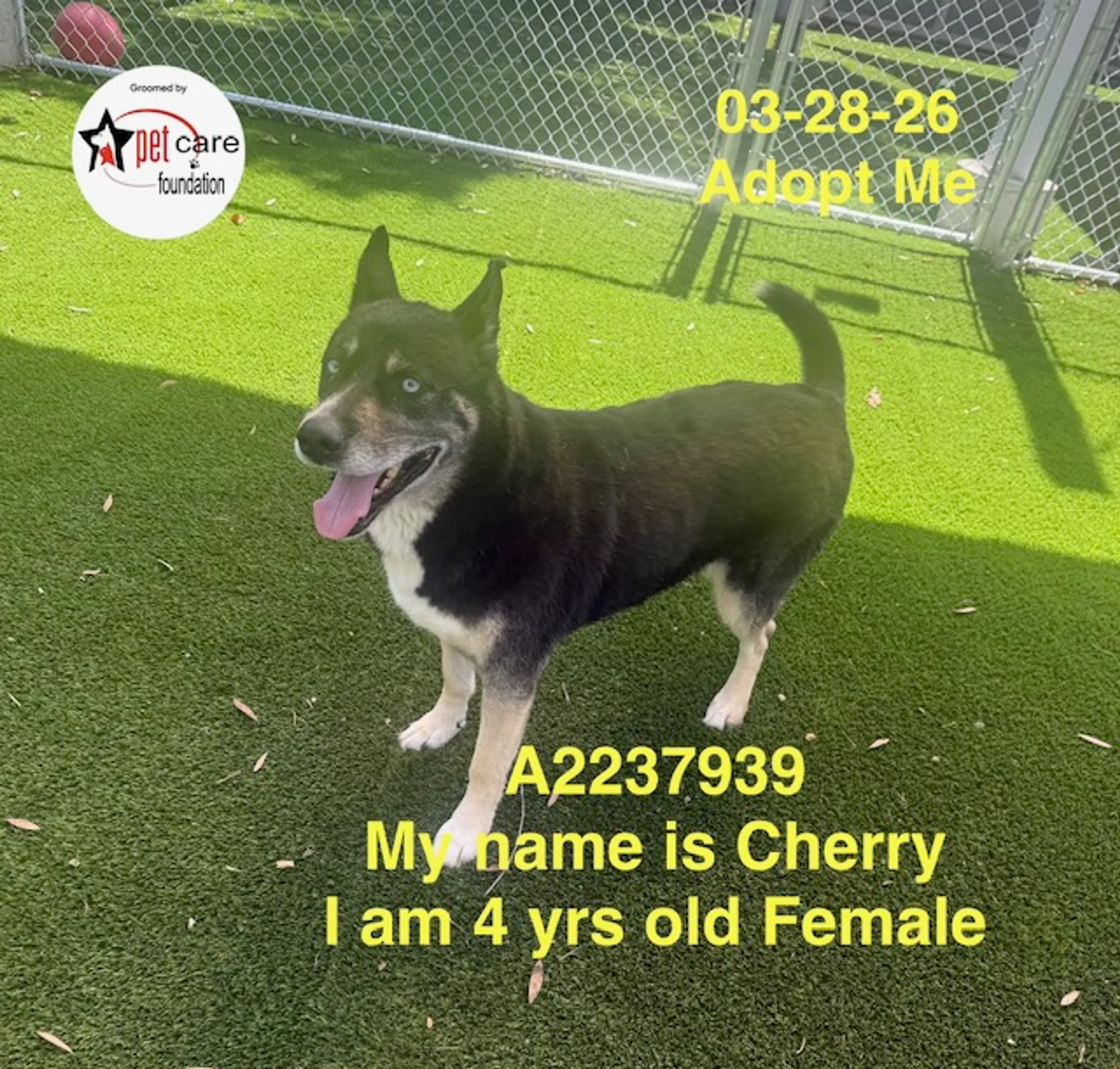 Found pet