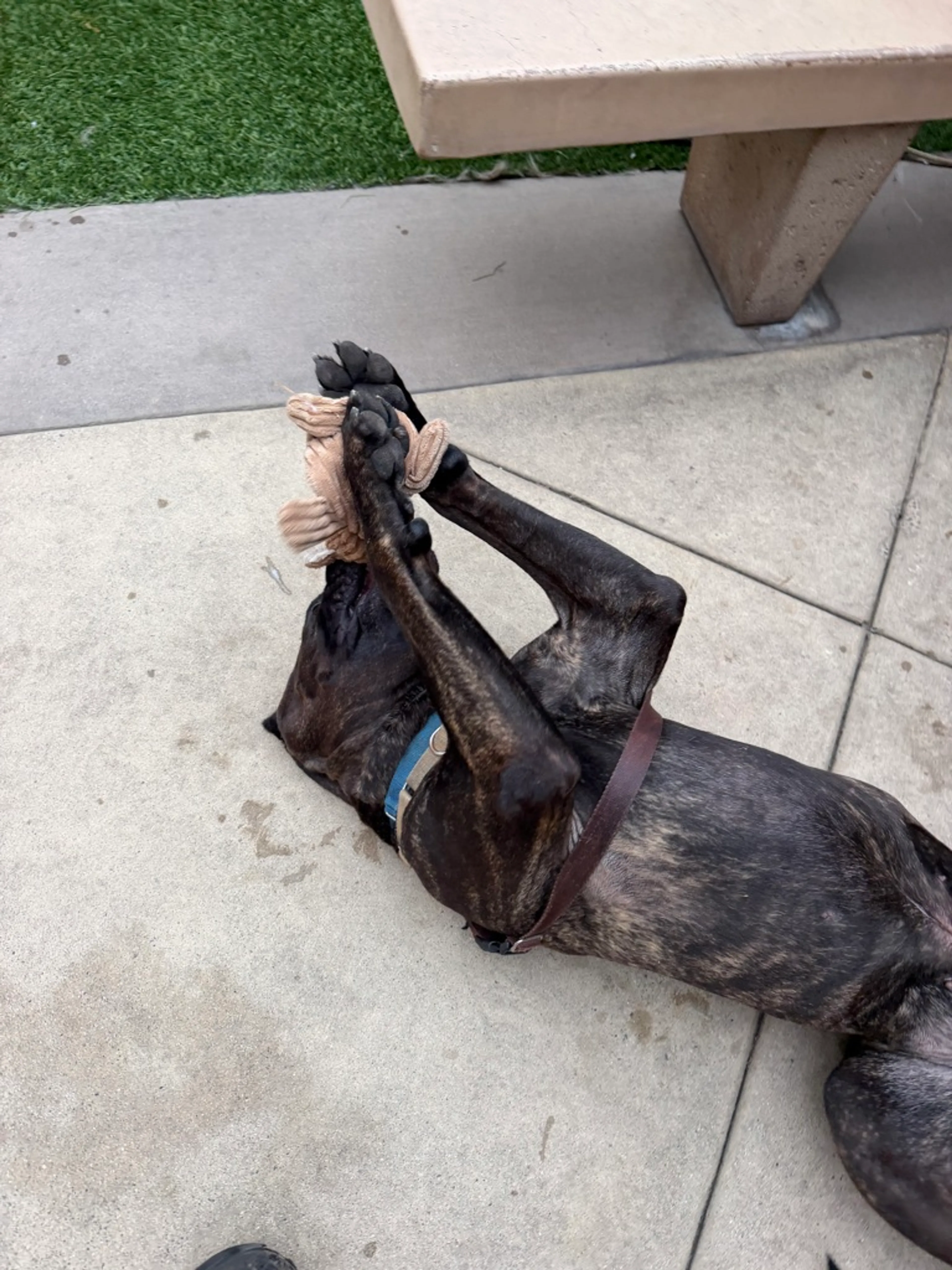 Found pet-1