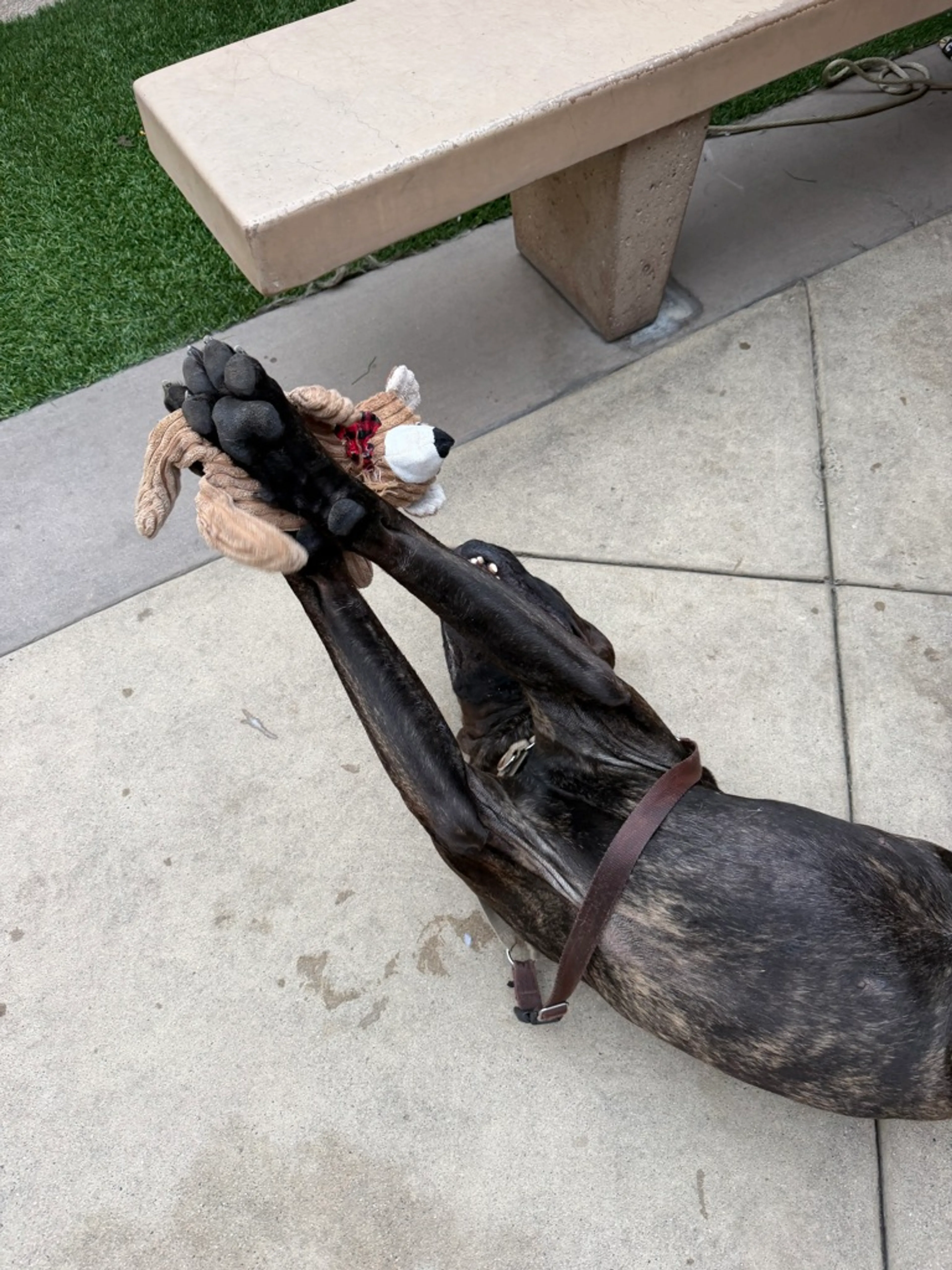 Found pet-2