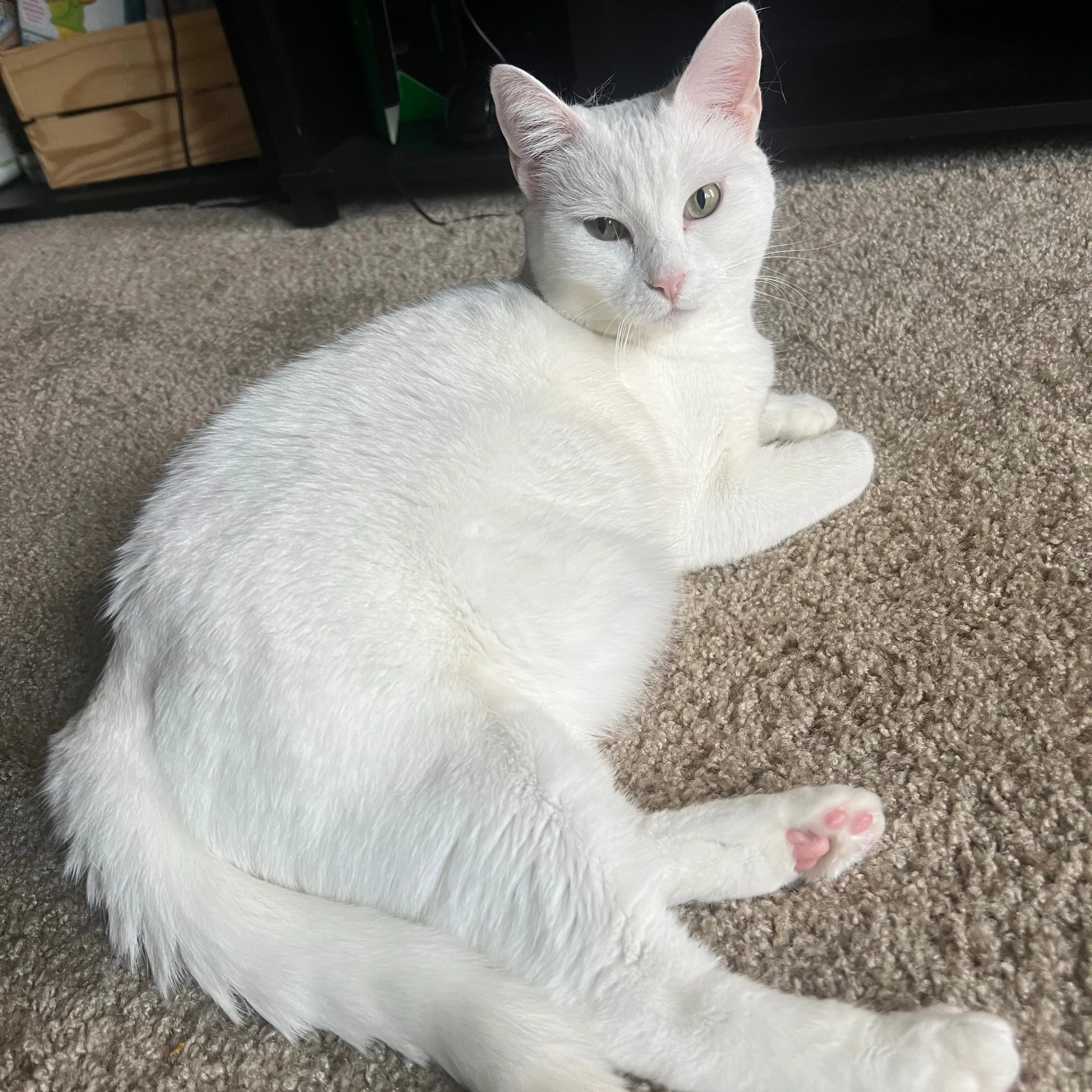 Lost pet-1