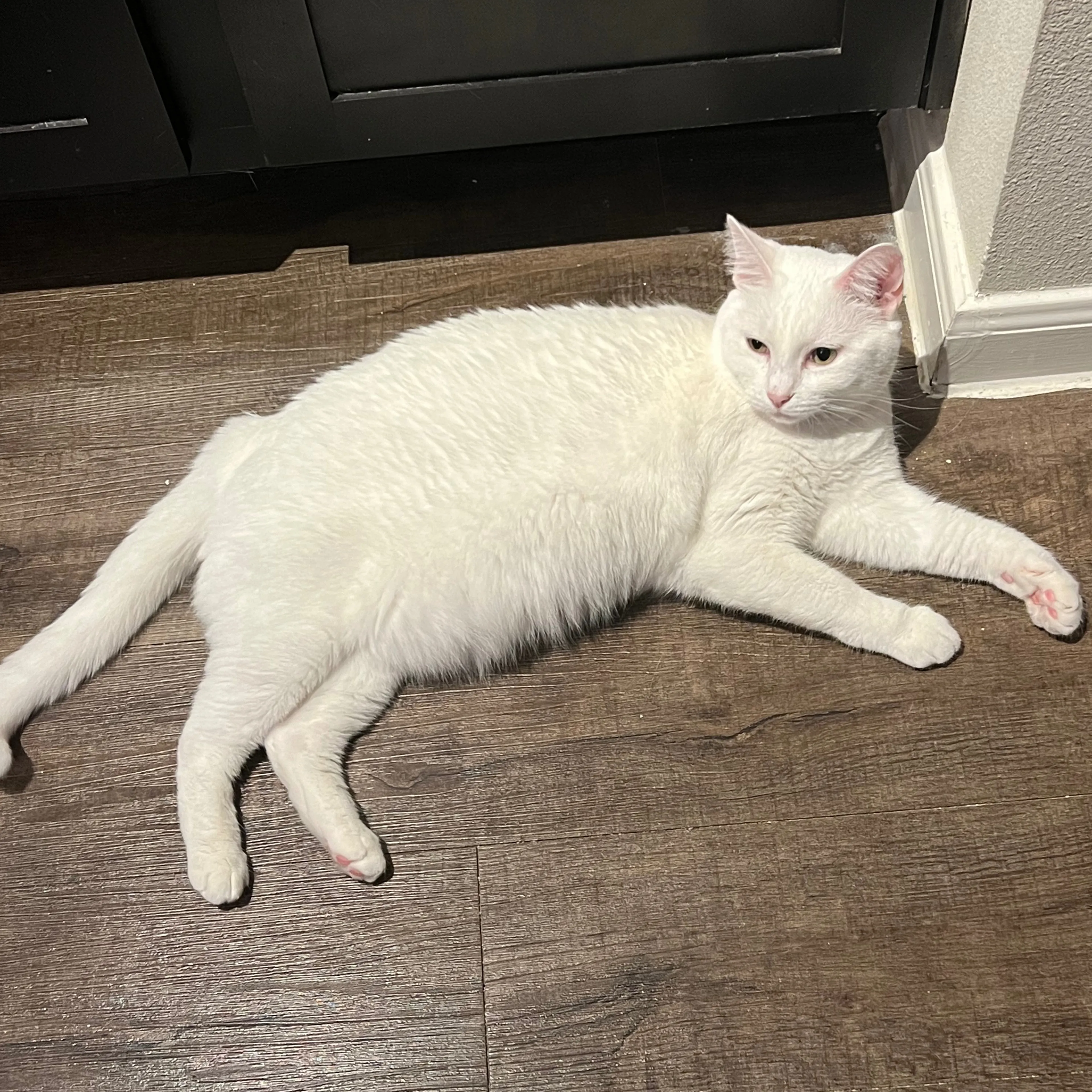 Lost pet-3