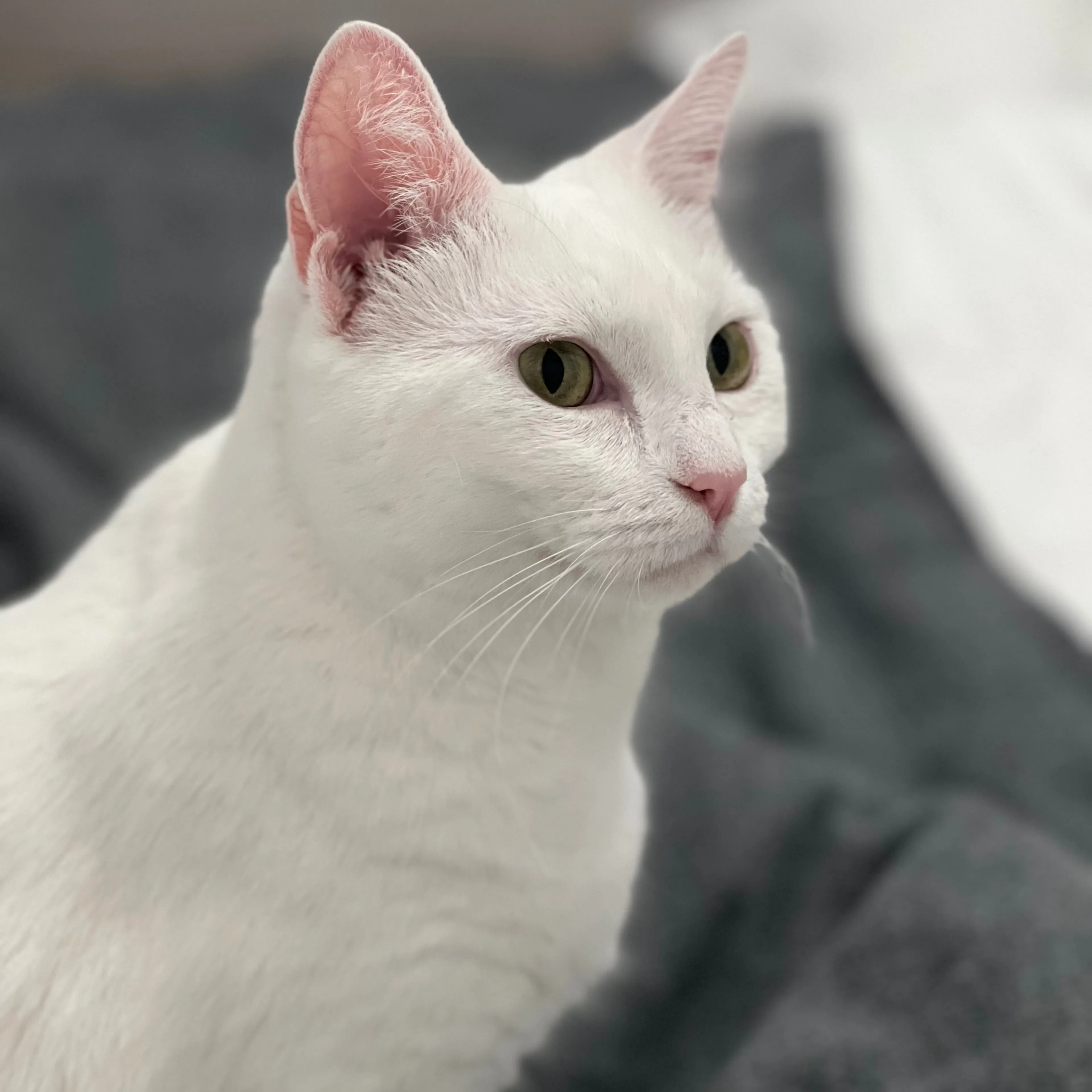 Lost pet-2