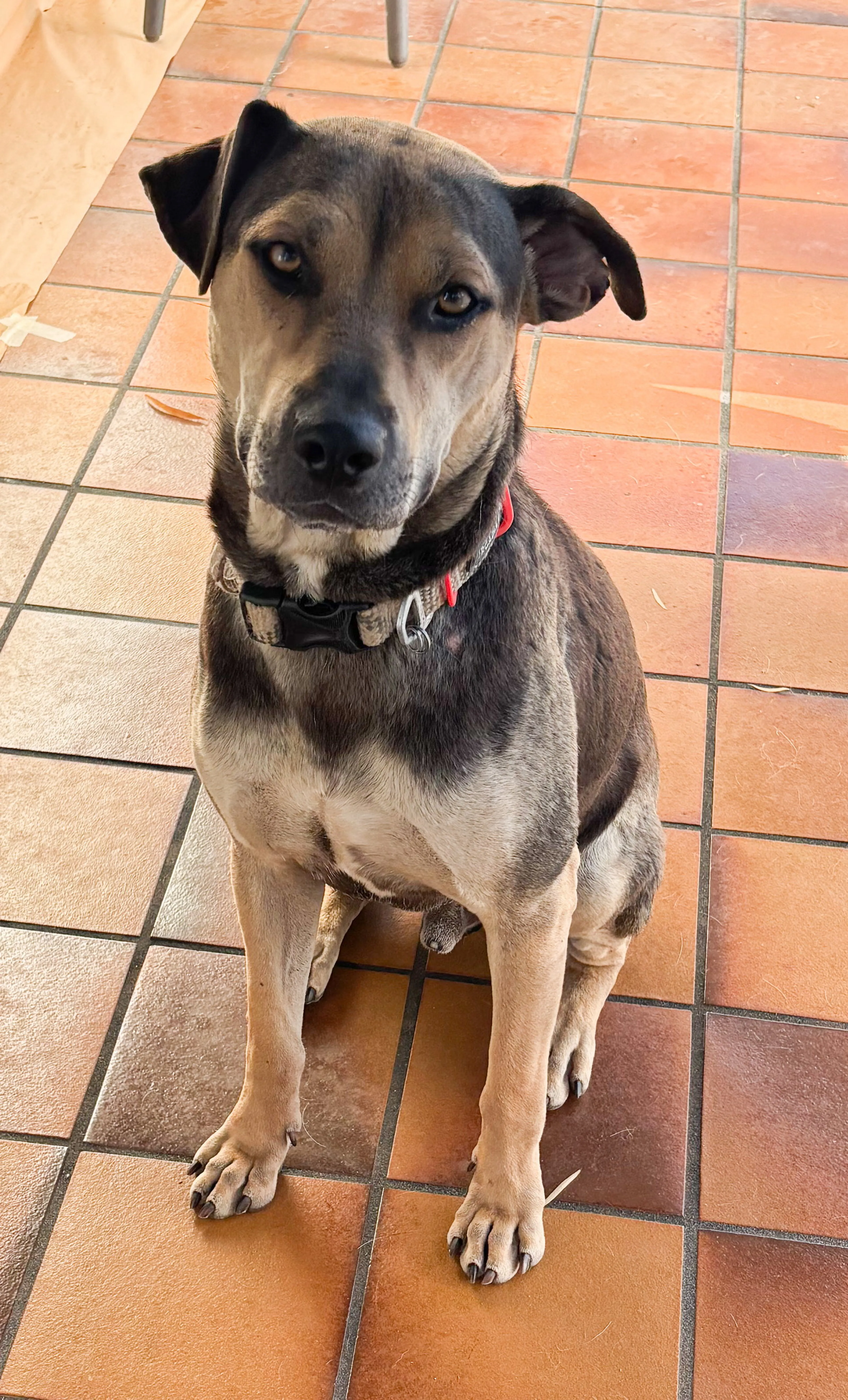 Found pet-1